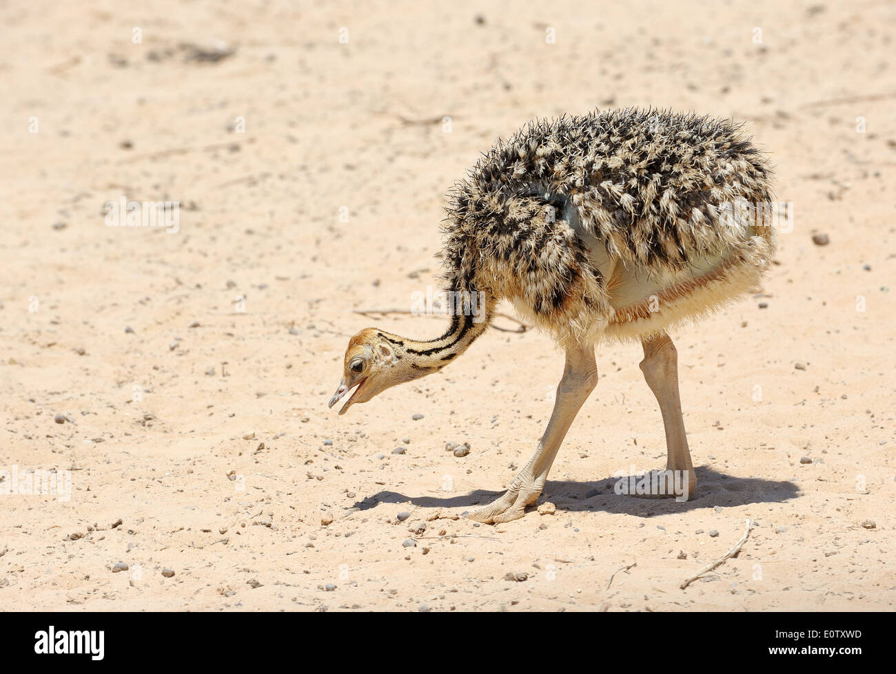 Chick autruche d'Afrique dans la réserve Hai-Bar Yotvata, dans le sud d'Israël. Banque D'Images