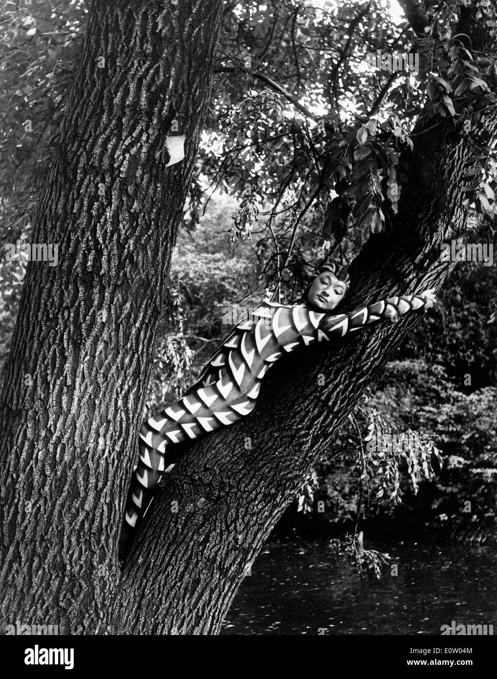 Rose danseuse Llanos se détend dans l'arbre Banque D'Images