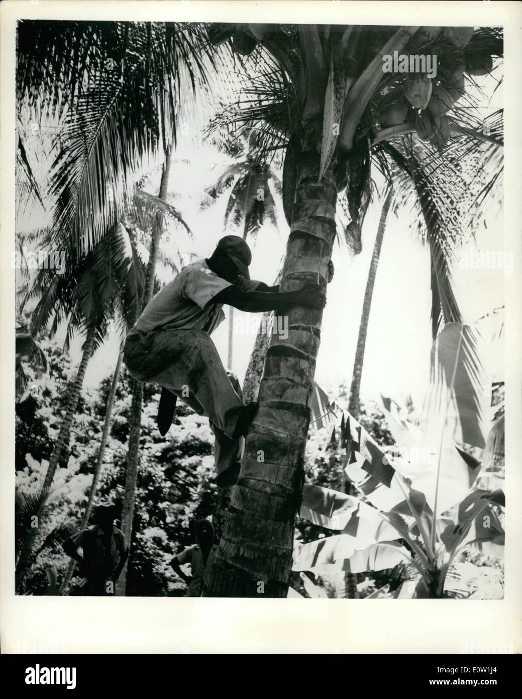 11 novembre 1960 - Tobago : l'île est une riche mosaïque de feuillage tropical - tels que le cacao, le tabac et les feuilles des buissons fortement chargé de cocotiers. Banque D'Images