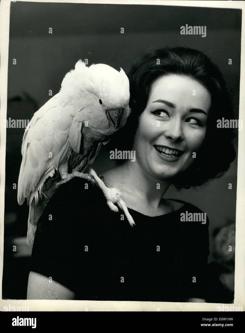 08 déc., 1960 - 8-12-60 Exposition d'oiseaux de cage s'ouvre à l'Olympia. Il est arrogant, est arrogant . Le 17e Salon national des oiseaux de cage s'est ouverte ce matin à Olympie. Photo : Keystone montre arrogant un cacatoès blanc de Malacca à partir de Singapour, se fait des amis avec Mlle Anne Simmonds de Streatham au salon ce matin. Cocky est administré par M. Williams de Birmingham. Banque D'Images