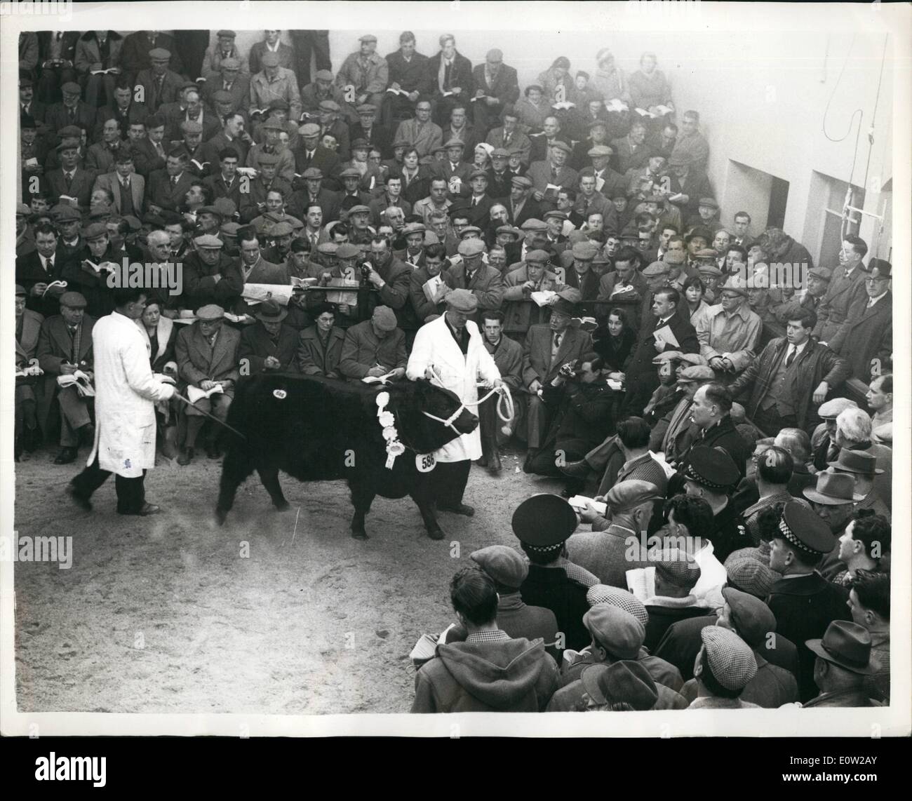 10 févr. 02, 1961 - vraiment un veau d'or - 28 000 guinées versées pour Bull à Perth Aberdeen-Angus Vente. 28 000 guinese - un record britannique pour la race, a été versée à Perth Auction Mart hier lors de la vente des semences sélectionnées pour les taureaux, Aberdenn-Angus «Jewror Newhouse Eric''. un 13-mois calf produites par MM. Robert M. Adam et Fils, Newhouse de Glamis, Angus. L'acheteur était M. Keith Bromley. Et le taureau n'était pas le champion suprême, mais a été réserver pour elle. Ce taureau est un proche parent de l'ancien top : Angus, Newhouse Jubilé Eric, qui a été vendu à un mille guinées moins l'année dernière Banque D'Images