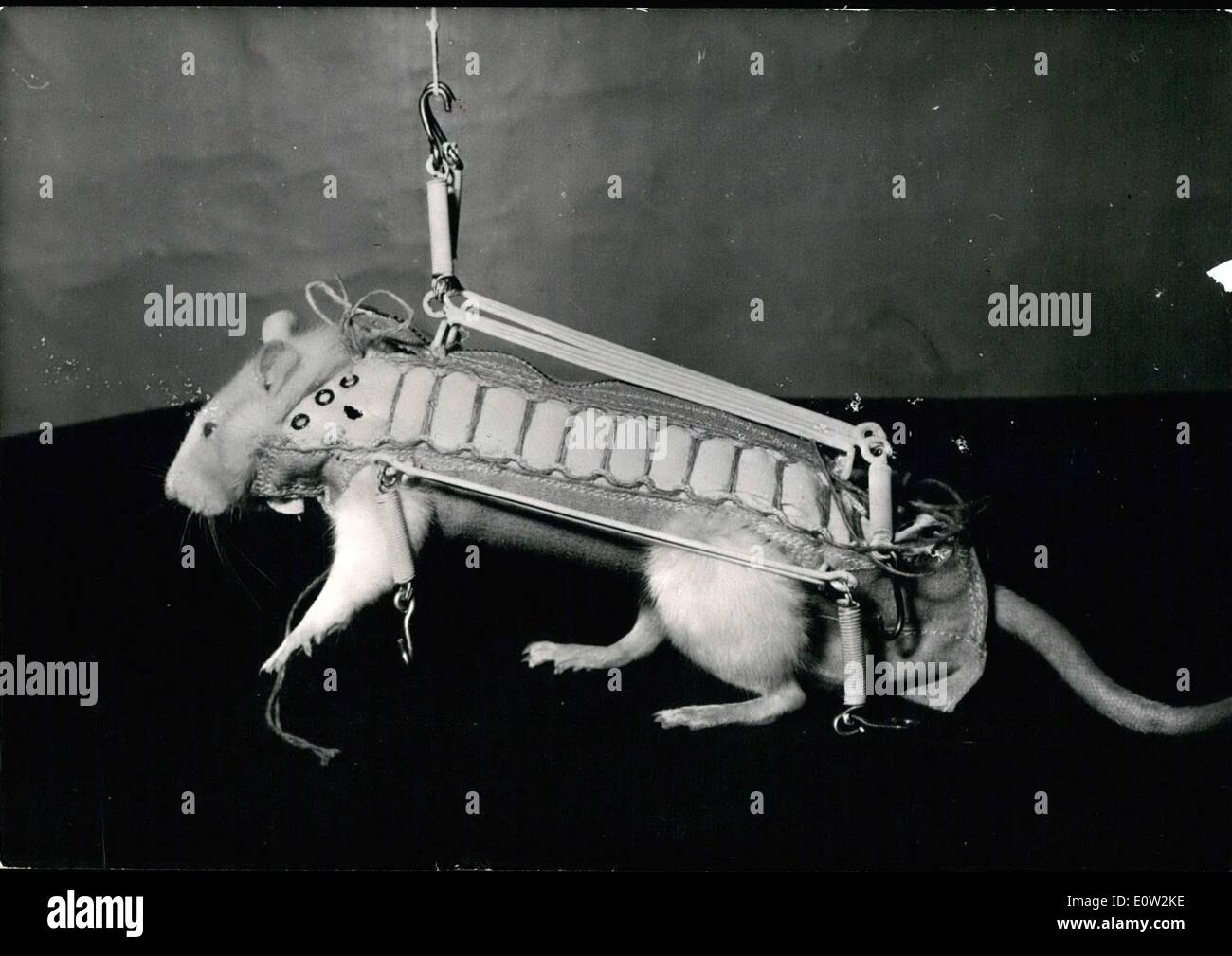 26 déc 1960 - Il sera placé dans un contenant qui va enregistrer ses réactions tout en étant envoyé dans l'espace dans la fusée Véronique en février prochain. Il sera le premier animal dans l'espace. Banque D'Images