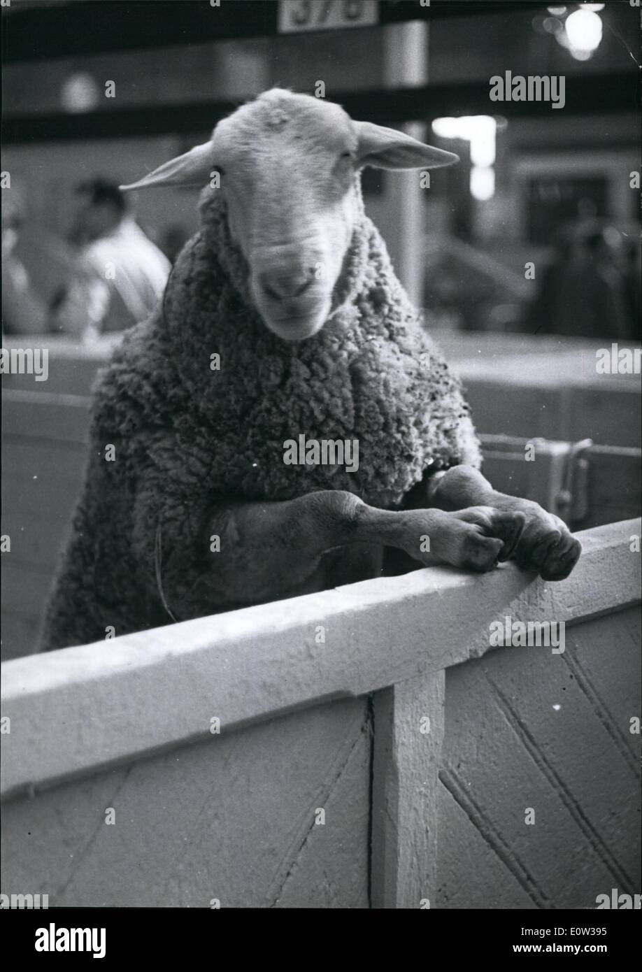 Mar. 03, 1961 - Moutons joue 'Voyeur' : photo montre un amusant instantané d'un mouton de jeter un coup d'oeil à l'Agricultiral show vient d'ouvrir à Paris. Banque D'Images