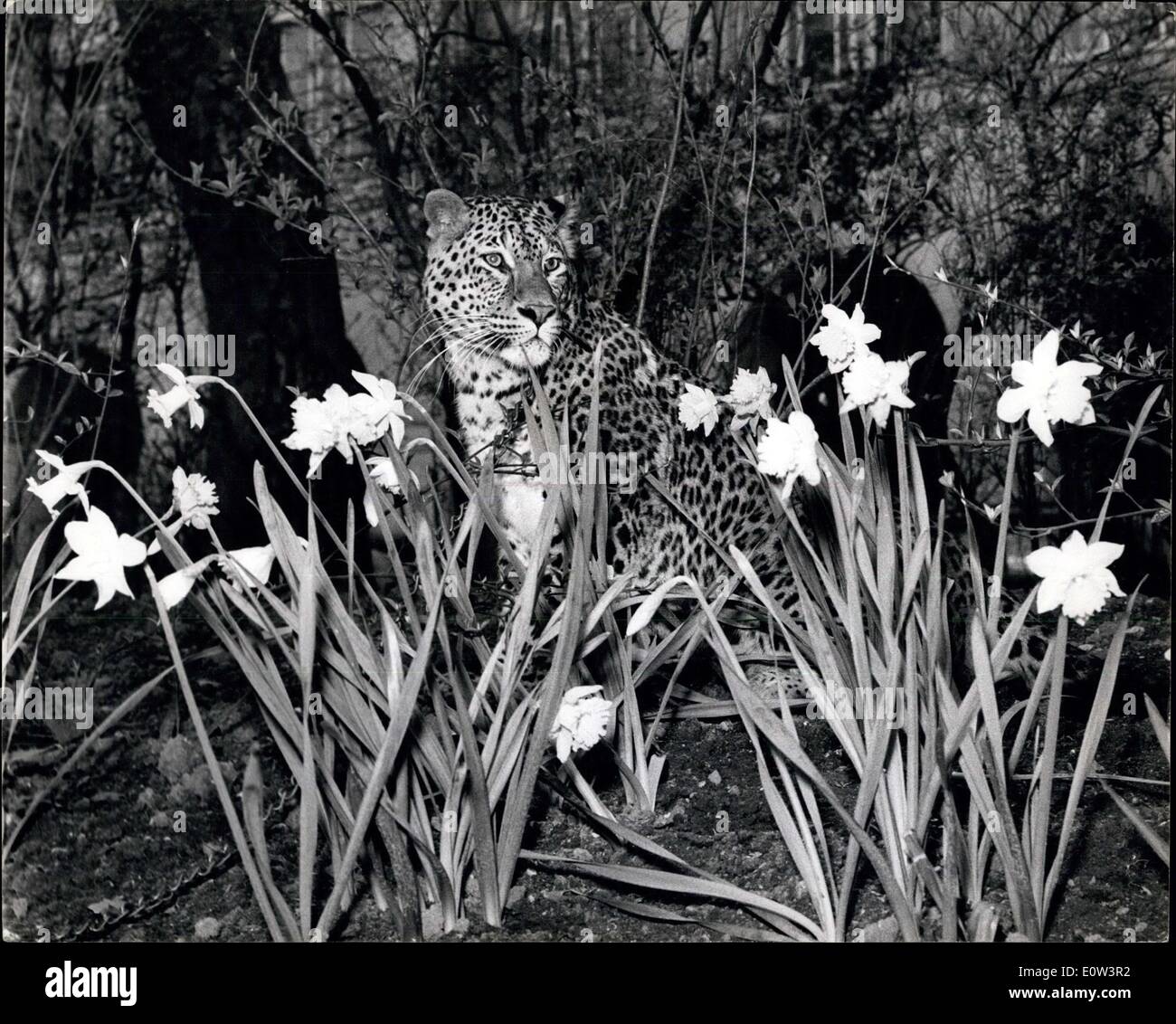 Mar. 09, 1961 - Le léopard et les jonquilles. : Richard Hudnut, a donné aujourd'hui un cocktail à l'Hôtel Savoy Carty, d'introduire certaines de ses dernières lotions pour les cheveux, etc., qui ont des noms comme "Tiger Lily', 'Midnight Panther', 'Brown', etc. l'invité principal, même si elle n'est pas invité à la fête, a été 'Grand Chef' bruit horrible, un adulte qui ont défilé dans le Leopard Embankment Gardens. photo montre 'Grand Chef' bruit horrible est représentée dans l'Embankment Gardens avec un avant-plan de jonquilles au printemps. Banque D'Images