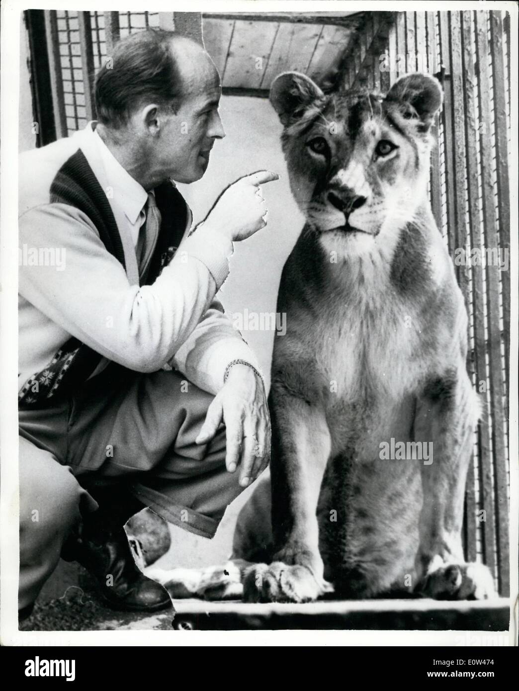 Juin 06, 1961 - l'homme conserve Lion dans le jardin : 38 ans, mère de quatre enfants, Mme Betty Foyle, d Workford, Essex, est devenu étranger à son mari. Le projet de loi, en raison de son refus de retirer une lionne, qu'il a acheté il y a un an comme un animal et du jardin de leur maison - où la lionne, Leonora, est gardé dans une cage de béton et de barres de fer. Bill Foyle, salughtman et marchand de chevaux, lorsque la fin de son travail dans la cour stable - va à sa soeur;s accueil à Billericay pour passer la nuit, laissant Mme Foyle avec ses enfants, Tony, 15, l'étain, 11, Paul, 3, et Ann, 3-monts. Mme Banque D'Images