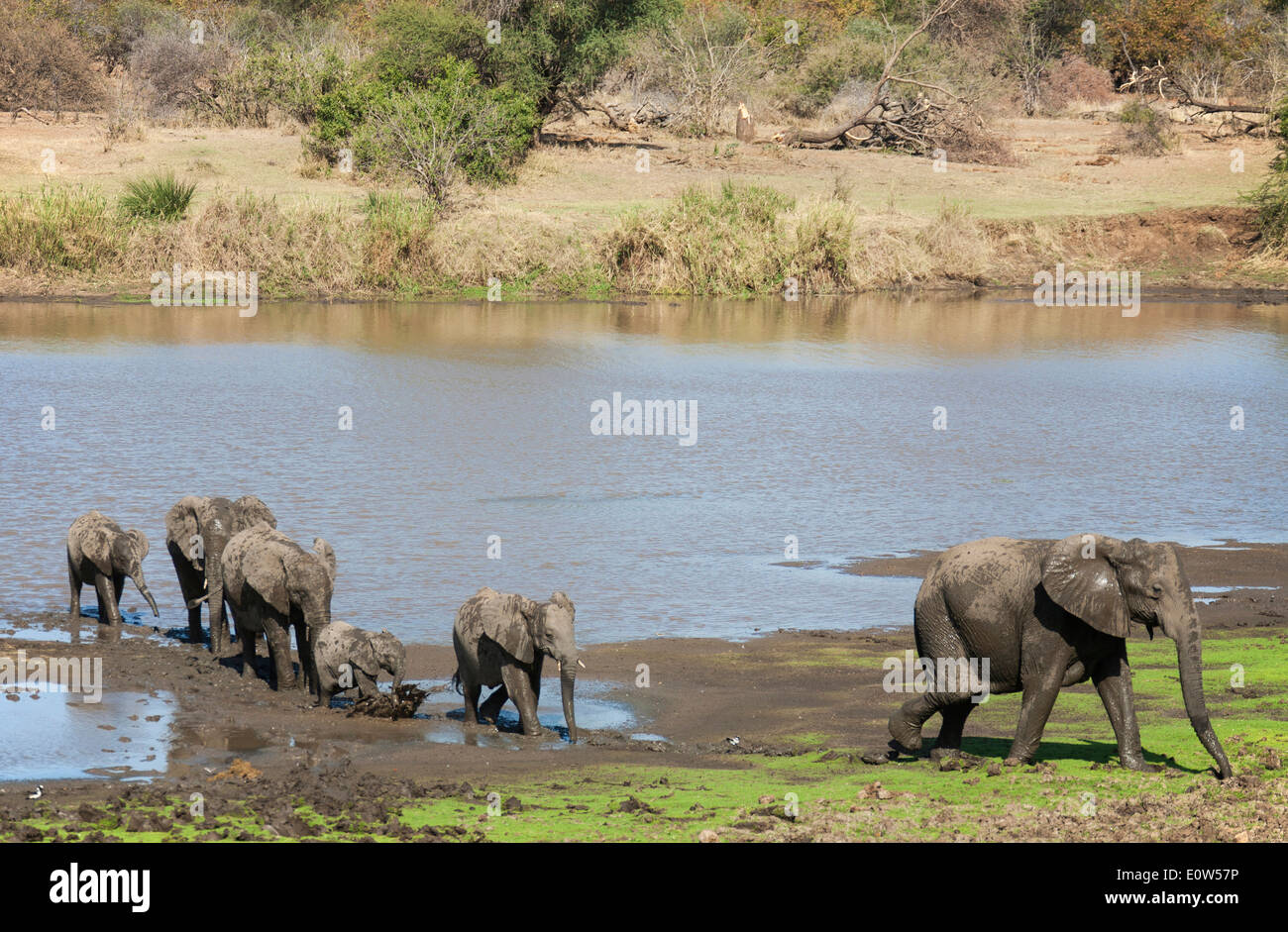 L'éléphant africain (Loxodonta africana). Animaux de reproduction sur son chemin du retour de la rivière Shingwedzi où ils sont allés pour boire et Banque D'Images