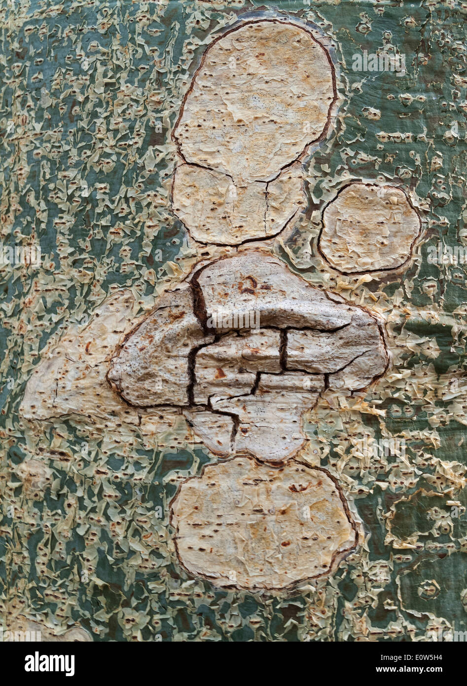 Figuier sycomore, mûre, figue (Ficus sycomorus Pharoah Fig), close-up de l'écorce. L'Afrique du Sud Banque D'Images