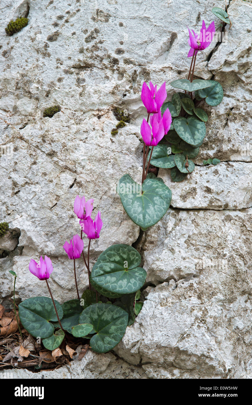 Cyclamen (Cyclamen purpurascens européenne), les plantes à fleurs dans les crevasses. Italie Banque D'Images