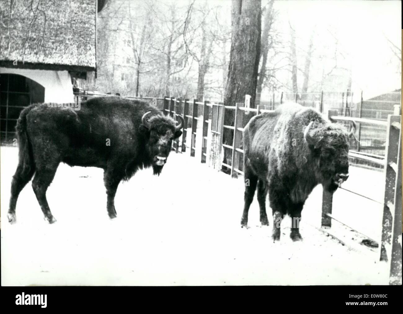 01 janv., 1962 - Ureoxes dans le zoo de Francfort après une longue période une fois de plus deux ureoxes vivent dans le zoo de Francfort. Les animaux dont seulement environ 250 sont belived d'exister dans le monde, sont venus de Pologne, où le plus grand nombre d'entre eux vit dans les forêts. Banque D'Images