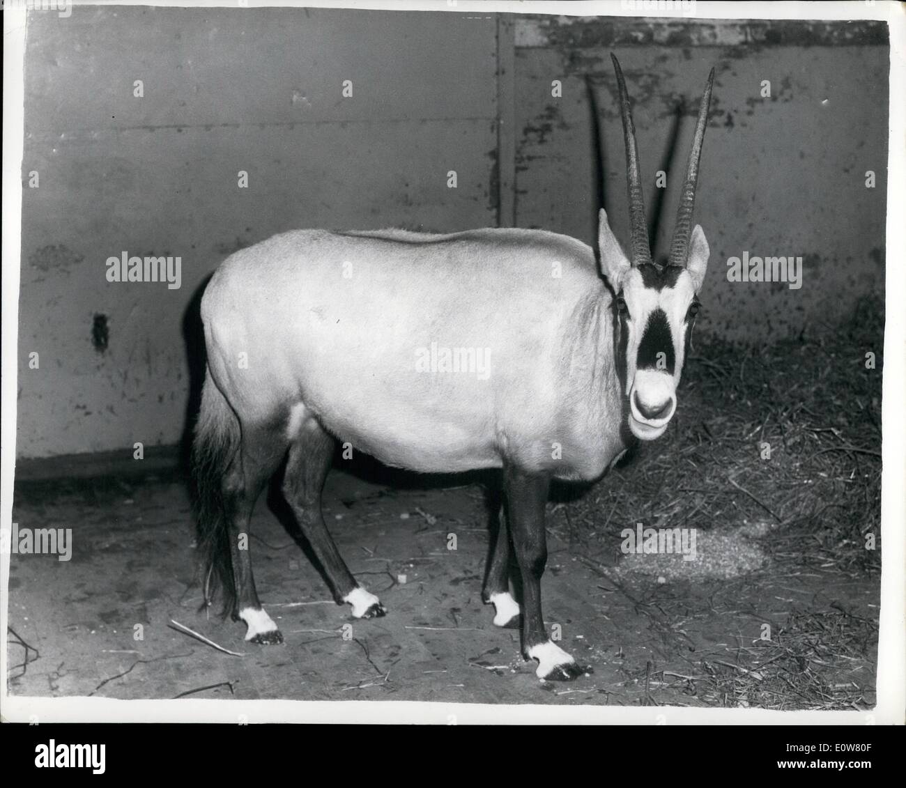 01 janv., 1962 - massacre du désert de plaire : Harem oryx, seize membres du géant de la famille de l'antilope et certains des animaux les plus rares du monde, ont été fauchés par le feu au cours d'un massacre organisé par un chef du désert pour augmenter sa réputation avec les femmes de son harem. Avant le meurtre de masse en Arabie, seulement environ 40 oryx sont encore en existence - dont un spécimen précieux au Zoo de Londres. Les troupeaux d'origine a diminué parce que parmi les Arabes l'assassinat d'un oryx est censée être une marque d'une virilité de l'homme Banque D'Images