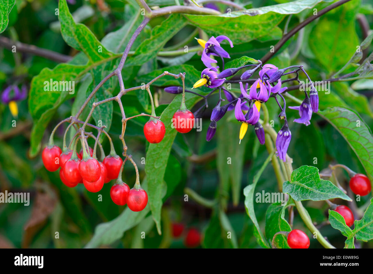 Belladone, morelle douce-amère (Solanum dulcamara), plante avec des fruits mûrs et de fleurs. Allemagne Banque D'Images