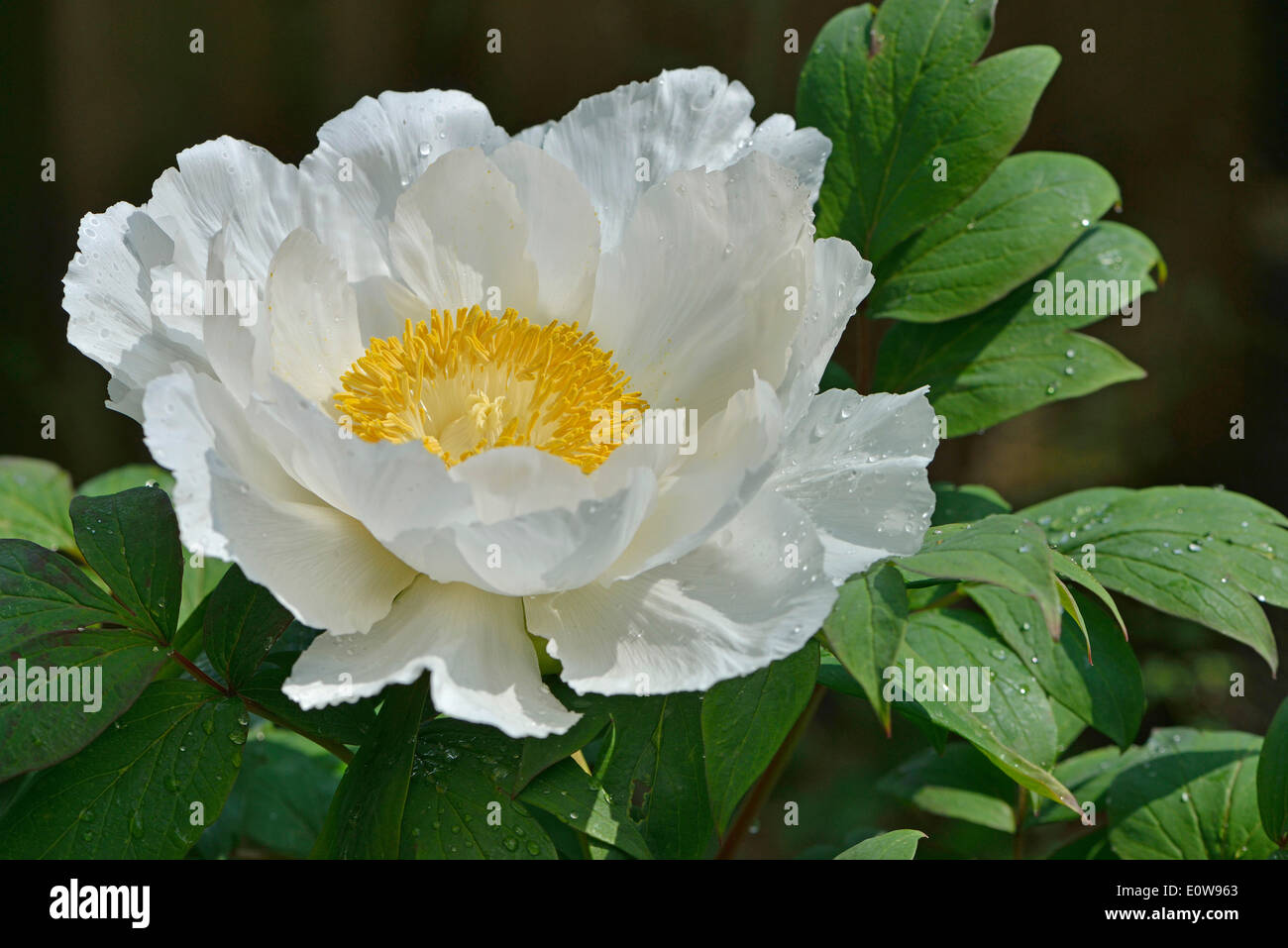 La pivoine (Paeonia suffruticosa arbre 'Godaishu'), Basse-Saxe, Allemagne Banque D'Images