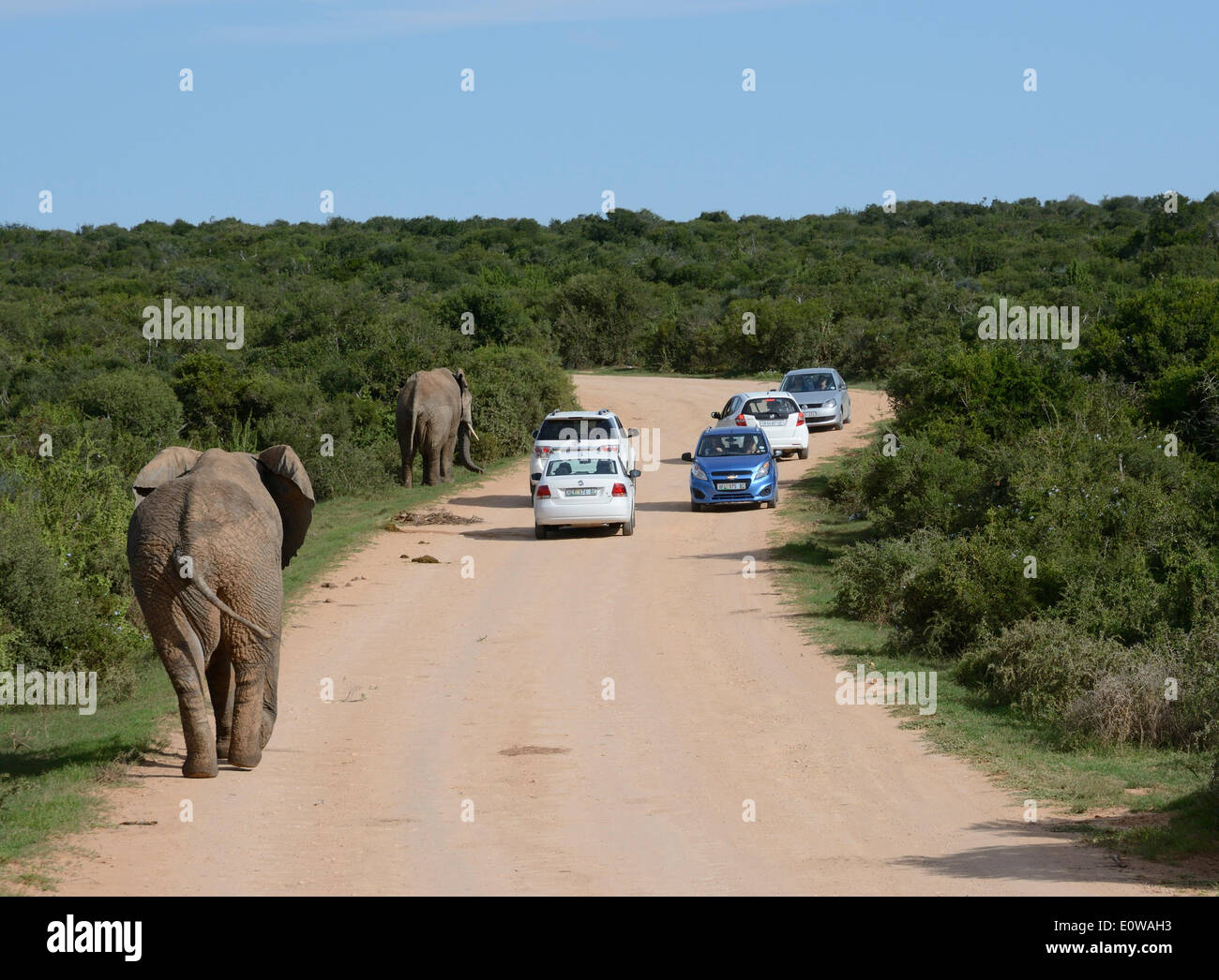 Bush de l'Afrique de l'éléphant (Loxodonta africana) et des voitures sur une route de terre, l'Addo Elephant National Park, Eastern Cape, Afrique du Sud Banque D'Images