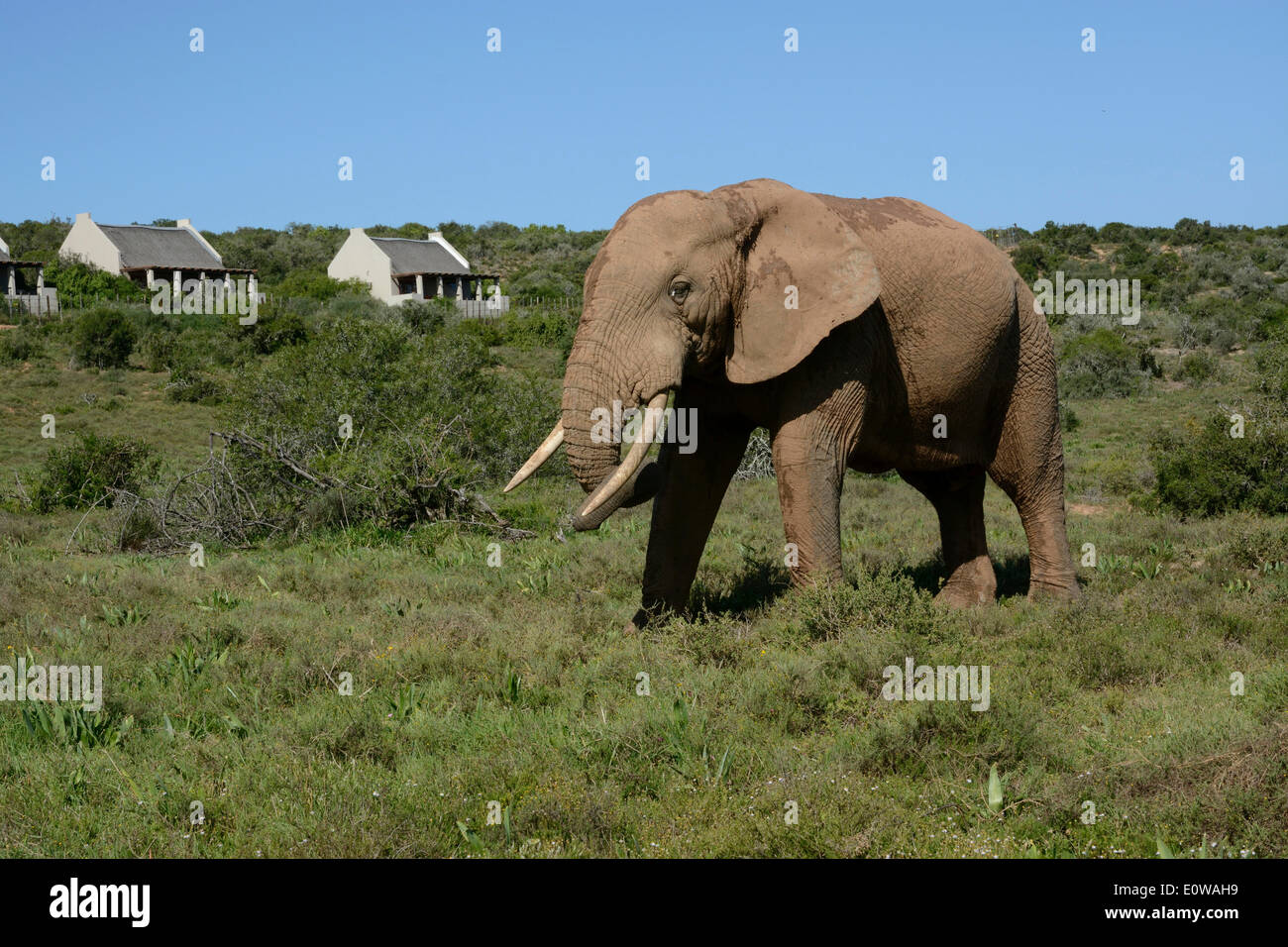 Bush africain Elephant (Loxodonta africana) au camp principal, l'Addo Elephant National Park, Eastern Cape, Afrique du Sud Banque D'Images