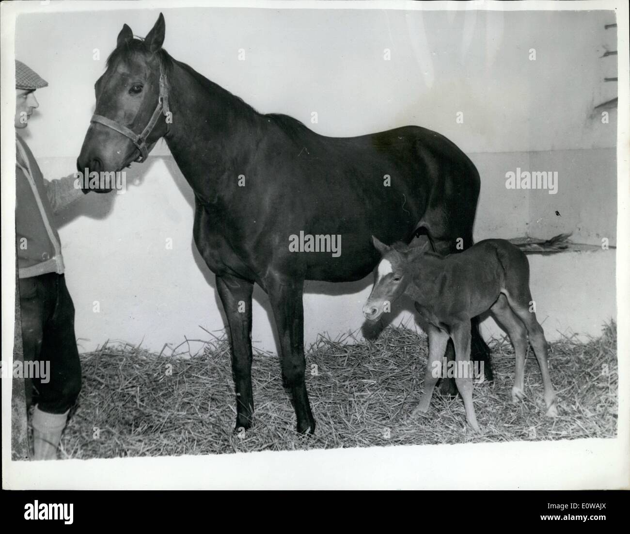 Mar. 26, 1962 - 26-3-62 poulain peut être la Princesse Benedikte cheval de la première auréole engendré par . La fameuse auréole étalon appartenant à Sa Majesté la Reine et qui est arrivé second dans le 1953 ayant leur nouveau-né poulain adopté comme le marché à terme d'équitation et de chevaux de la Princesse Benedikte du Danemark. Sur ses dix-huit ans la princesse va choisir entre ce poulain et un autre, pas encore nés de la même célèbre père et d'une amende racehorse Asani Nairobi . Il est prévu que la Princesse aura un cheval parfait Banque D'Images