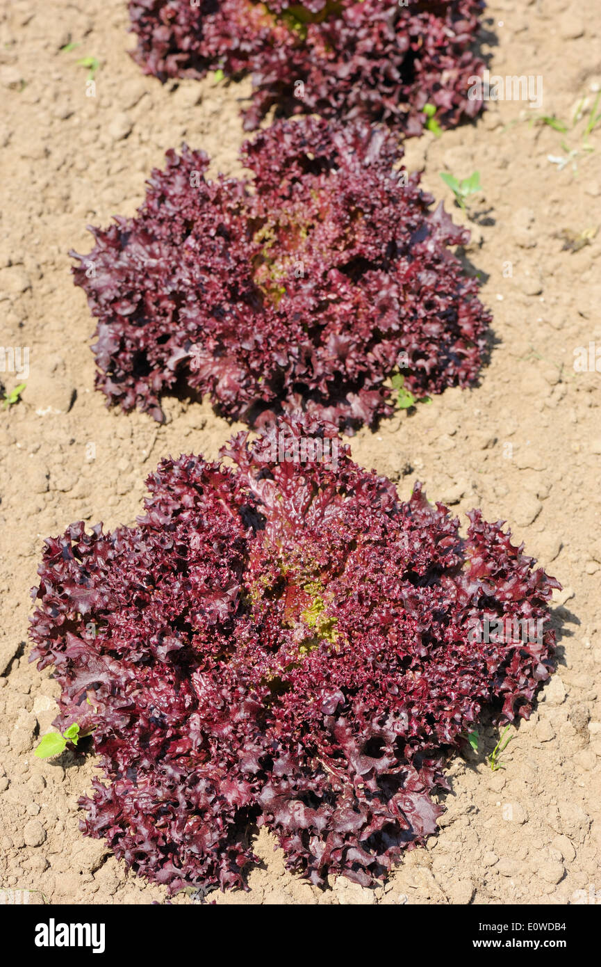 La laitue lollo rossa, lumineux bourgogne plantes du jardin Banque D'Images