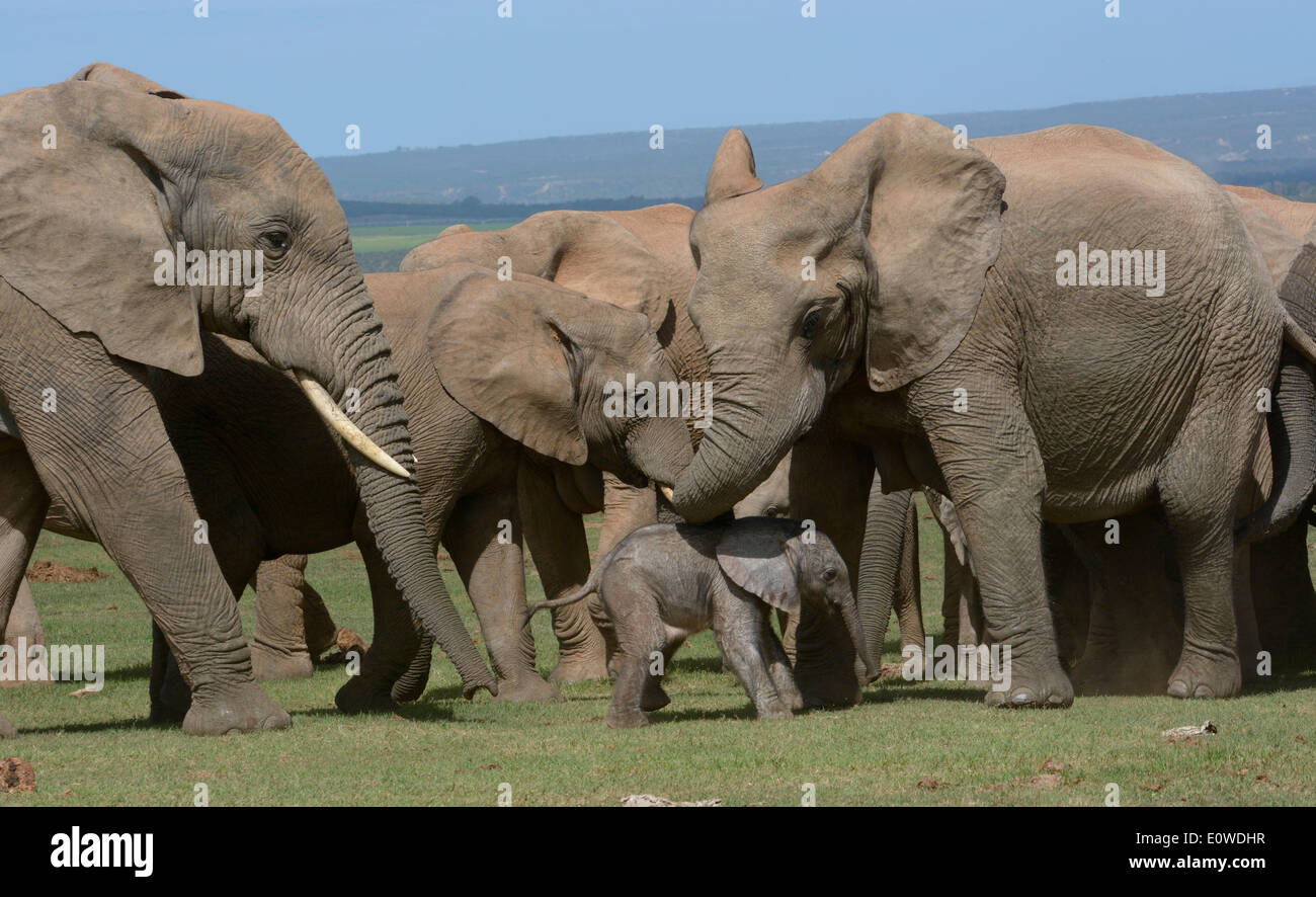 Bush de l'Afrique de l'éléphant (Loxodonta africana), les adultes avec les jeunes, 2 jours, l'Addo Elephant National Park, Eastern Cape, Afrique du Sud Banque D'Images