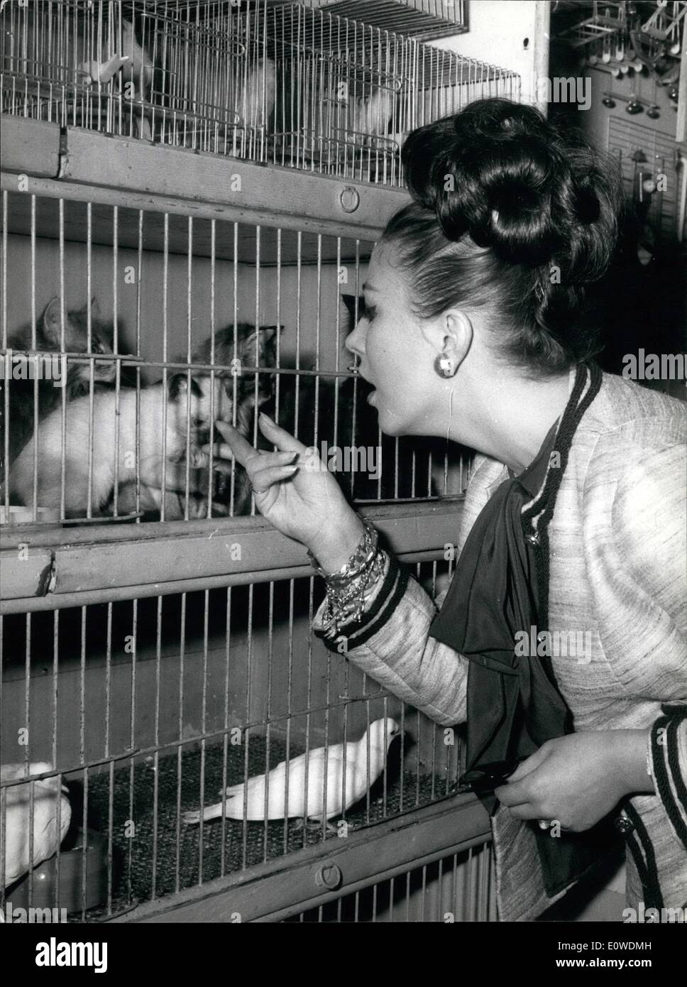 Juin 06, 1962 - Joan Collins l'actrice anglaise est à Rome pour signer un contrat pour un film italien ; depuis qu'elle flirte avec son courtier de Warren Beatty, le fiancé de Natalie Wood, son nom n'était pas liée à une autre personne ? Elle aime Rome, et souhaite devenir un citoyen romain ; elle aime le petit tipie restaurants, les rues de Trastevere, via Condottie belles boutiques. Aujourd'hui, nous avons présenté dans une très belle boutique du chien dans la Via Frattina où elle voulait par : Joan était indécis à choisir un cocker-spaniel d'un joli chat persan. Le cockerspaniel réussir ? Nous l'espérons ! Banque D'Images