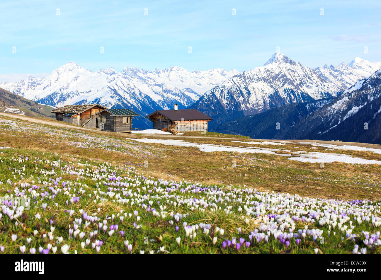 Vieilles granges dans une prairie de crocus, les Alpes de Zillertal à l'arrière, vallée du Zillertal, Tyrol, Autriche Banque D'Images