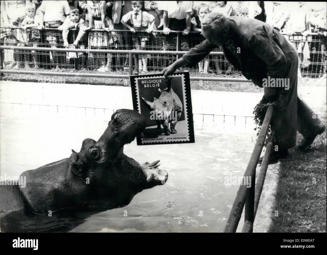 Juillet 07, 1962 - L'hippopotame du zoo de Francfort, Allemagne,s'enclenche pour que de grands stamp-print montrant un rhinocéros blanc illustré par le directeur de l'ECK . C'est un poster display d'une collection de timbres internationaux avec des photos maintenant montré à Francfort. Banque D'Images