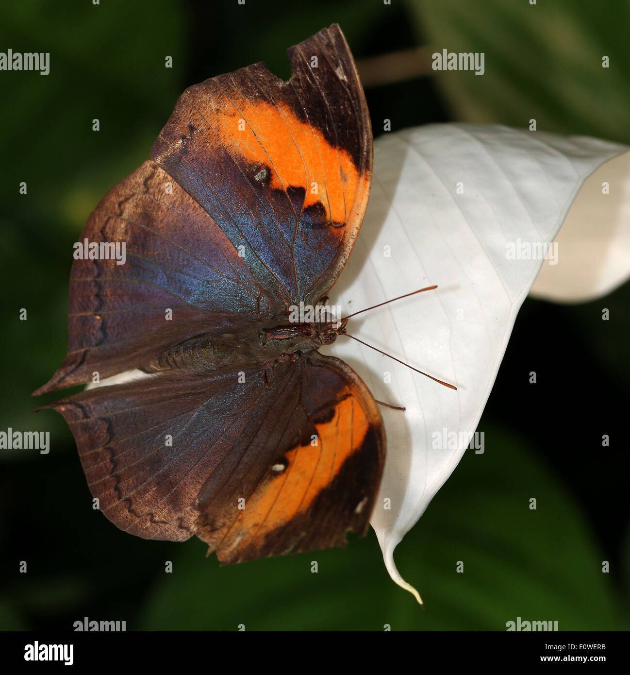 Oakleaf Orange ou feuille morte Kallima inachus (papillon) avec les ailes ouvertes Banque D'Images