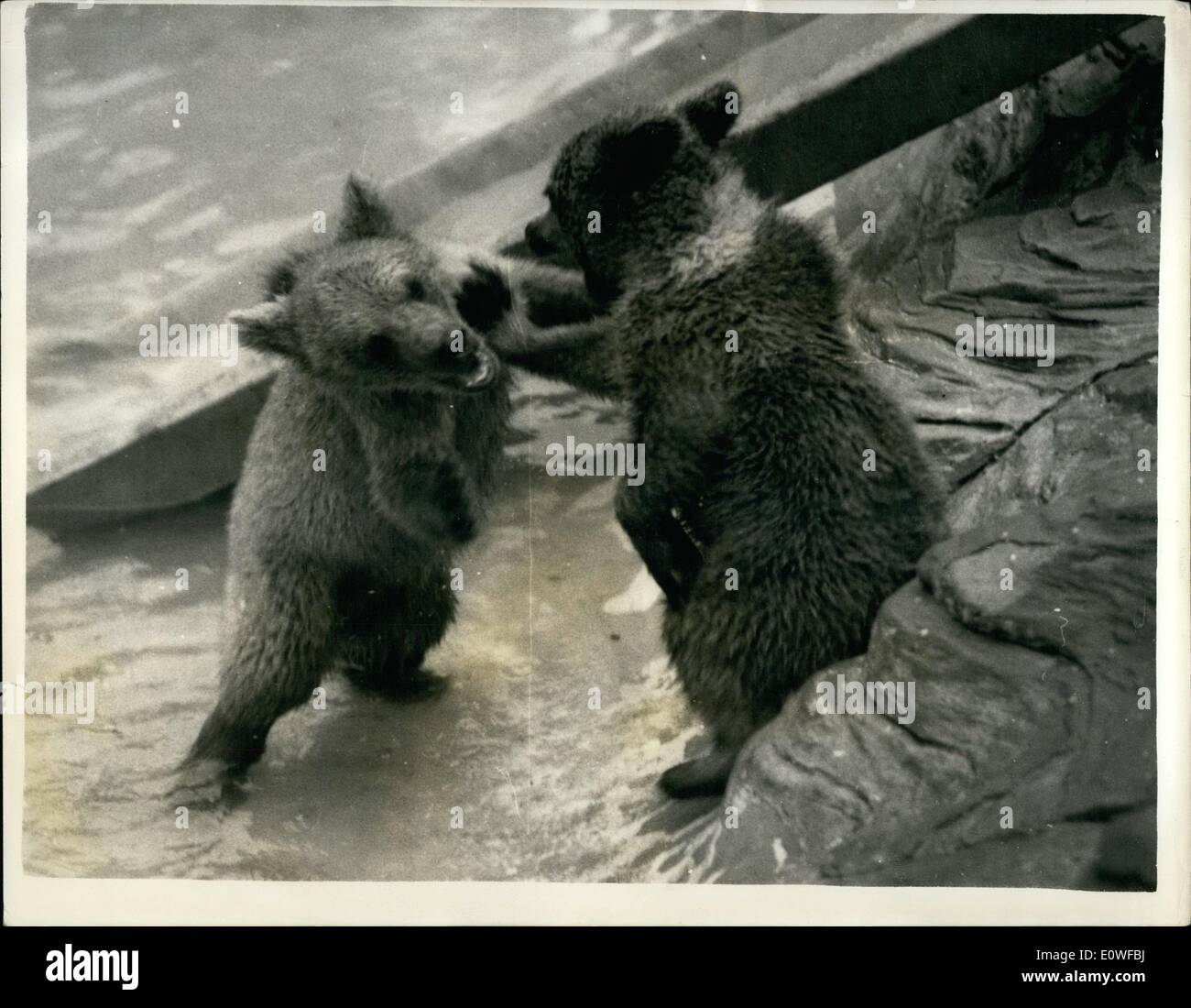 08 août, 1962 - Teddy Twist Allez, vous permet de twist again comme nous l'a fait l'été dernier ! L'été dernier ? Où en étions-nous l'été dernier ? ? ? Certainement pas dans le Zoo de Londres, ce qui en fait même un plus grand twist pour brown bear cubs Nina et Griff. Banque D'Images