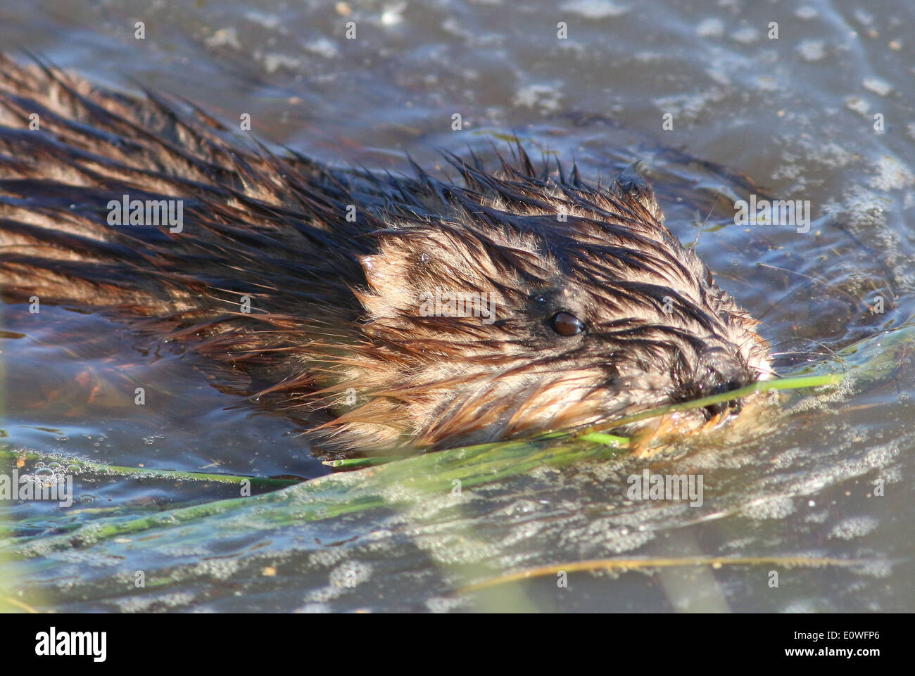 Close-up d'un rat musqué (Ondatra zibethicus) natation Banque D'Images