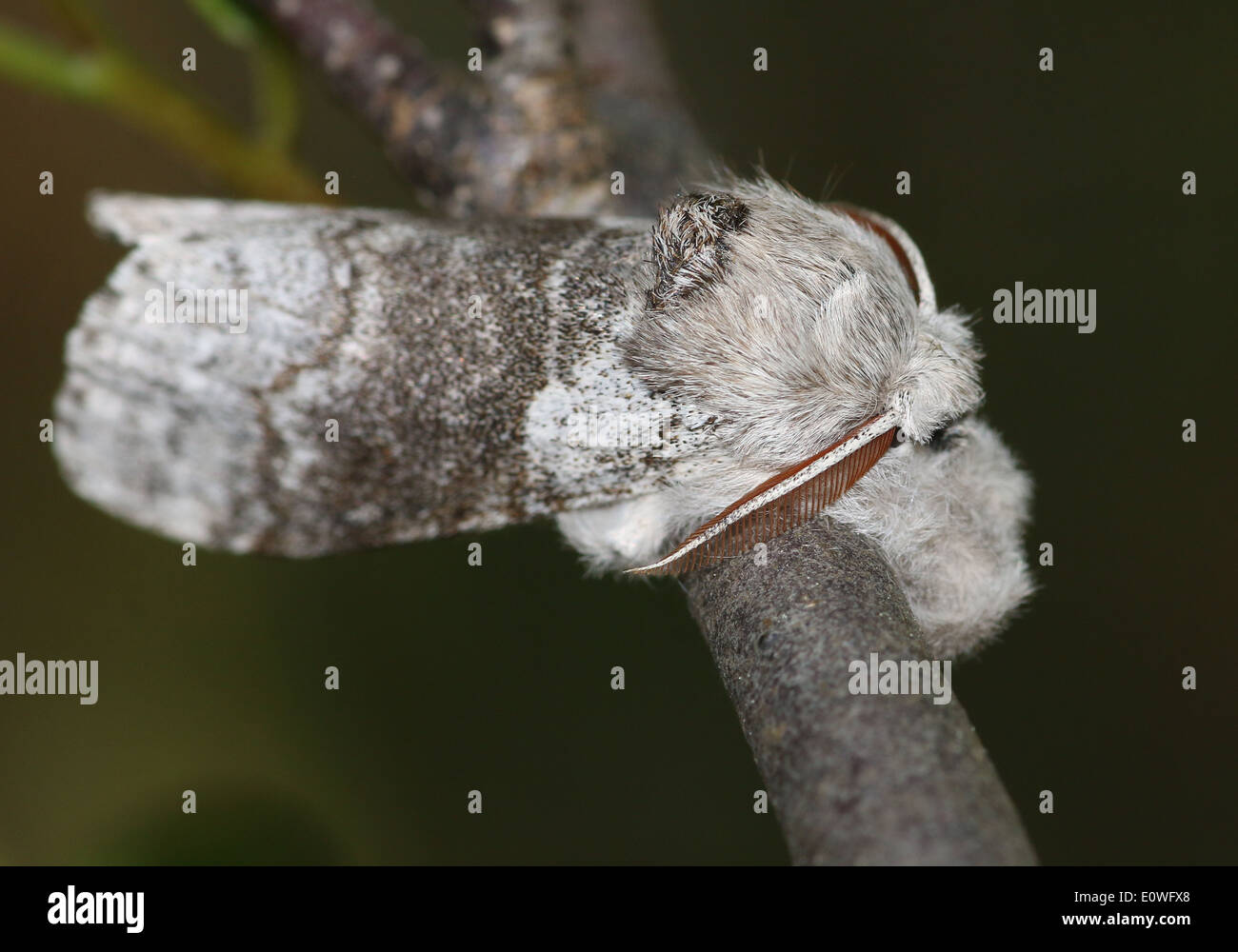 Houppes pâle mâle (Calliteara pudibunda) Banque D'Images