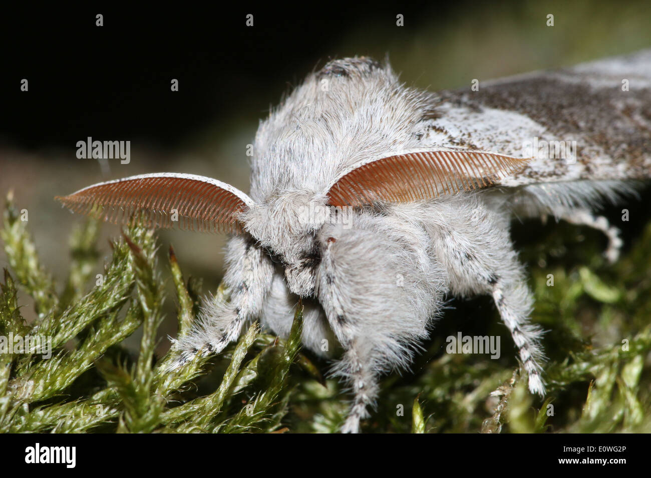 Houppes pâle mâle (Calliteara pudibunda) Banque D'Images