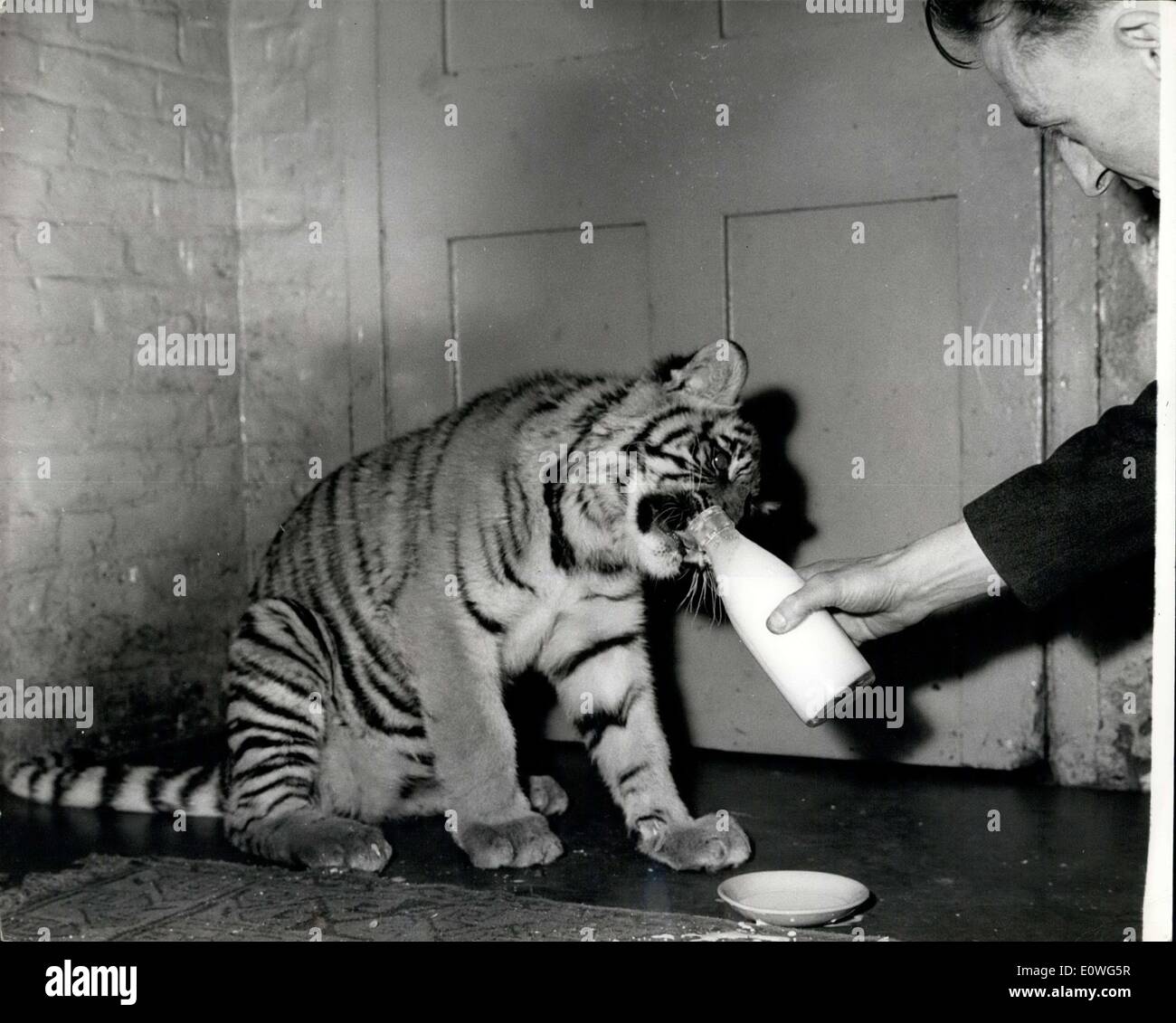 14 novembre 1962 - Le Zoo de Londres est Hand-Reader Tiger Cub : Renee, un six-month-old tiger cub, s un de cette année est le plus fier des ajouts au Zoo de Londres. Et elle a la dévotion de quatre keepers pour remercier d'être vivant. Ranee a été abandonnée par sa mère, Kumari, lorsqu'elle avait six semaines. Sous la supervision de M. T. Sangster, la Lion House Keeper, chef de bord le eorked dans les changements de s'occuper et nourrir la cub. Elle dormait aux côtés de la cuisinière à gaz ion a le lit de vieux vêtements l'ion keeper's Kitchen Banque D'Images