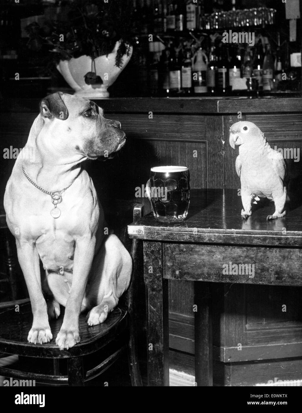 Le chien et le perroquet sont des amis au bar Banque D'Images