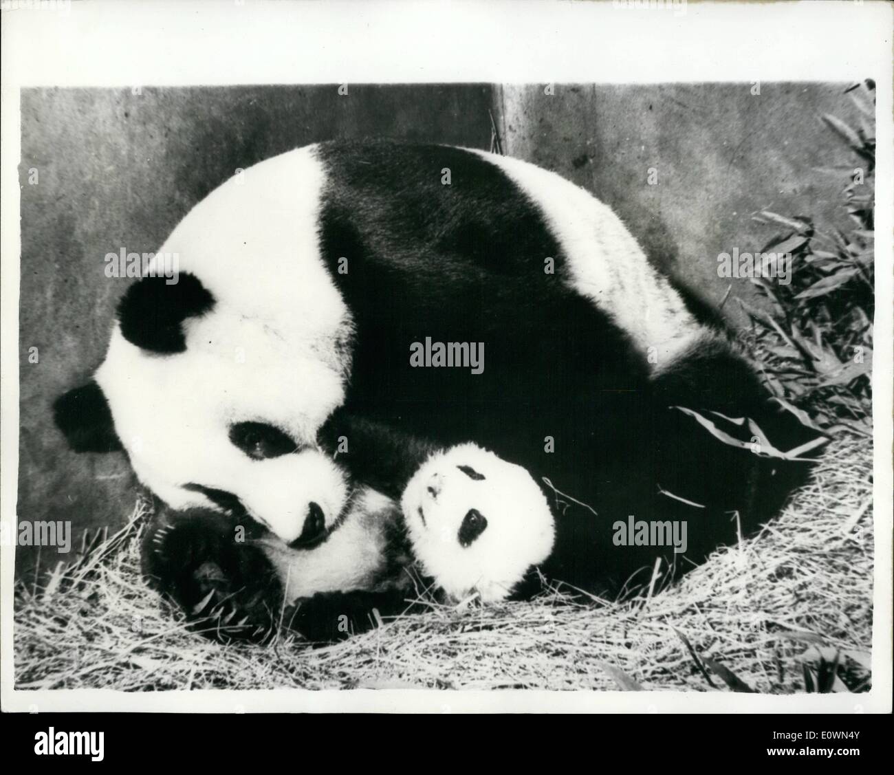 Le 12 décembre 1963 - Premier Panda Géant né en captivité : un panda géant, l'un des rares animaux, est né dans le Zoo de Pékin. C'est le premier panda géant jamais d'être né en captivité, et il est maintenant plus de deux mois. Le zoo de Pékin a eu plus de 10 pandas géants, mais n'a que récemment tenté de les élever. Grand Zoo d'Europe et d'Amérique ont eu une dizaine de pandas géants mais ont tenté de les élever en vain. Banque D'Images