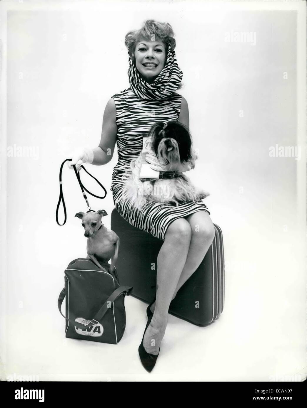 10 octobre 1963 - L'Aéroport International de New York, .. Poivre de soutiens Powell est illustré en arrivant de Londres par avion de la TWA pour ouvrir la fonction comme attraction dans ''C'était Burlesque,'' le poivre, considéré comme l'un des plus gracieux strippers dans le show-business, a apporté ses deux chiens, Koupé Ming, un Lhassa et Gina, Italien Greyhound. Banque D'Images