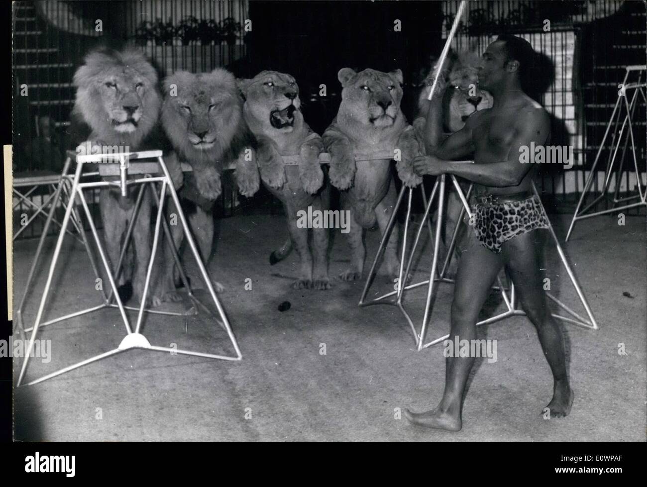 01 janvier 1964 - ''Man-eater''Lion retour en affaires hier soir, le Cirque de la Montmartre Bouglione frères a présenté son nouveau spectacle. Inclus dans c'était un acte dangereux mené par tamer Rudy Zamaio qui est seul dans la cage avec six bêtes.Parmi les lion il dompte est celui qui dévorait un cirque-part à Reims il y a quelques semaines seulement. Ops/Zamaio Tamer Rudy dans la cage aux lions, à l'extrême gauche, le ''man-eater'' lion. Banque D'Images