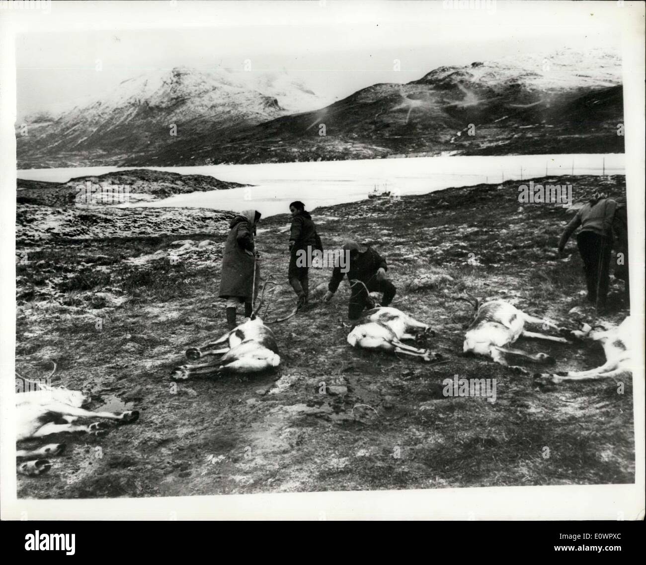 16 janvier 1964 - L'abattage des rennes au Groenland : depuis les douze dernières années, un nouveau ''industrie'' gaz été pionnier dans le Groenland, basé sur l'importation de Norweign renne, qui sont reproduites avec succès pour que les troupeaux maintenant au nombre de plusieurs milliers d'animaux qui sont utilisés pour leur viande. Les jeunes bergers qui sont utilisés pour leur viande Banque D'Images