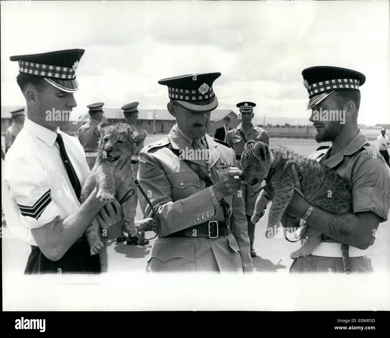 11 novembre 1963 - Scots Guards Adopter Clubs Lion : Deux lions d'oursons, deux lionceaux, et l'Unita Fortior, orphelins lorsque leur mère a été tuée par des braconniers, ont été adoptées comme mascottes par le 2e bataillon Scots Guards, qui servent à Templer Barracks à Nairobi. Photo montre : Le lieutenant-colonel commandant du GPM. Ramsay (Centre) joue avec l'un des oursons. Sur le côté gauche, en chemise blanche, Lance Le sergent W. Fleming, et sur la droite, avec barbe, le sergent Ronald Ryves Pioneer. Banque D'Images