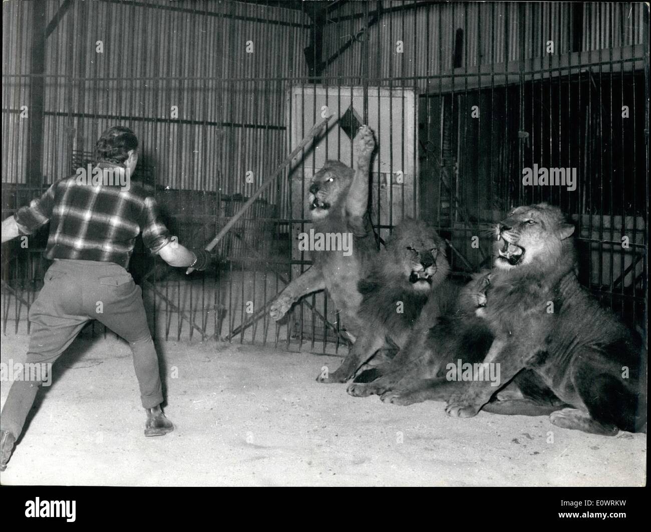 Le 12 décembre 1963 - Quatre Lions, manger une part de cirque : hier soir à Reims, un cirque part Rene Orange, âgé de 33 ans, a été mangée par quatre lions, après qu'il n'est entré leur cage. En moins de quatre minutes, il a été dévoré par les animaux et l'un des dompteurs, M. Robert Chassard, entre dans sa cage et calmé les ions mais il était trop tard. Photo montre Robert Tamer et son Chassard les lions après l'incident. Banque D'Images