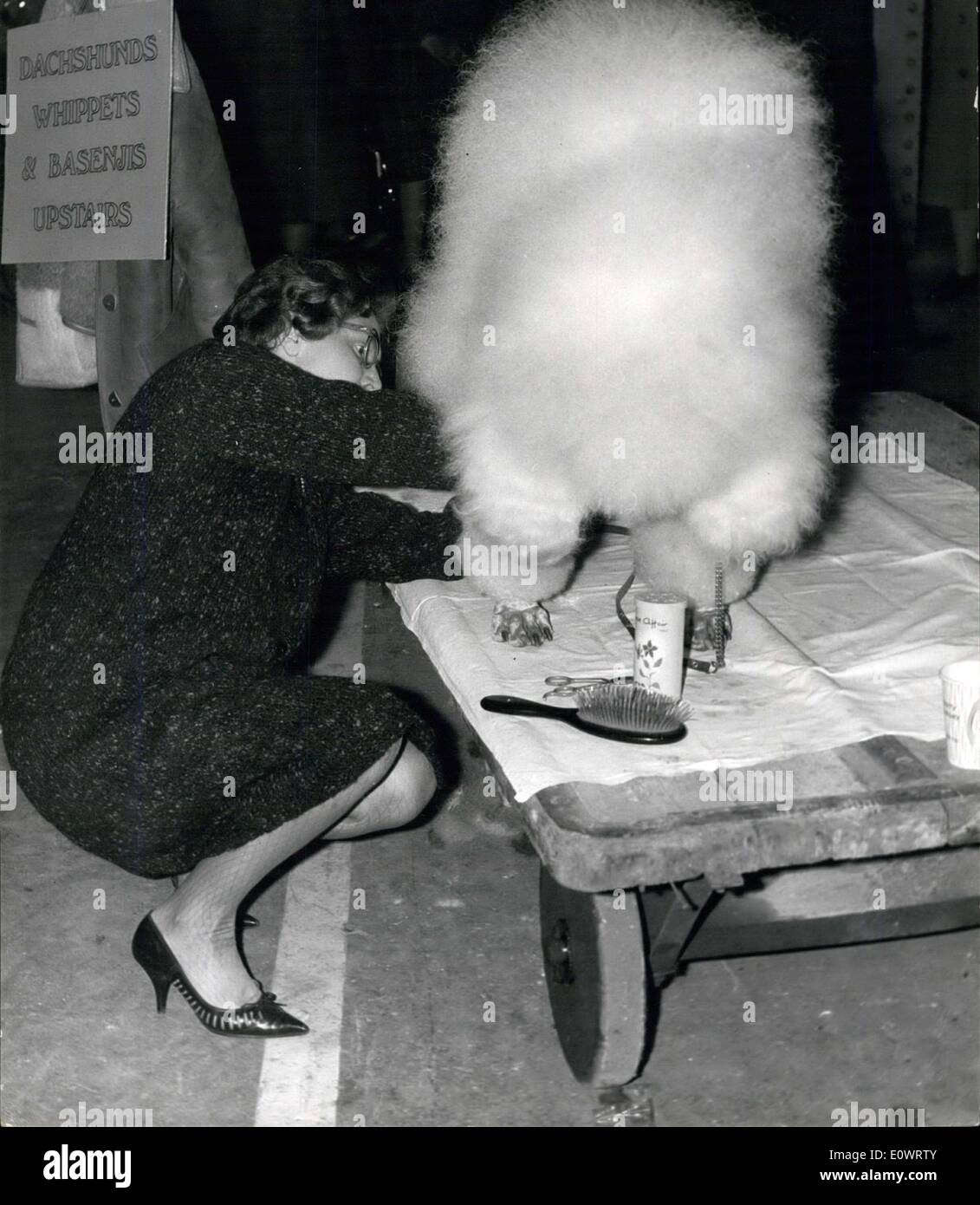 10 févr. 07, 1964 - L'introduction de la ''Dashing SGT Blanc'' - complet avec son 'Busby'... Cruft's - le plus grand dog show a été Banque D'Images