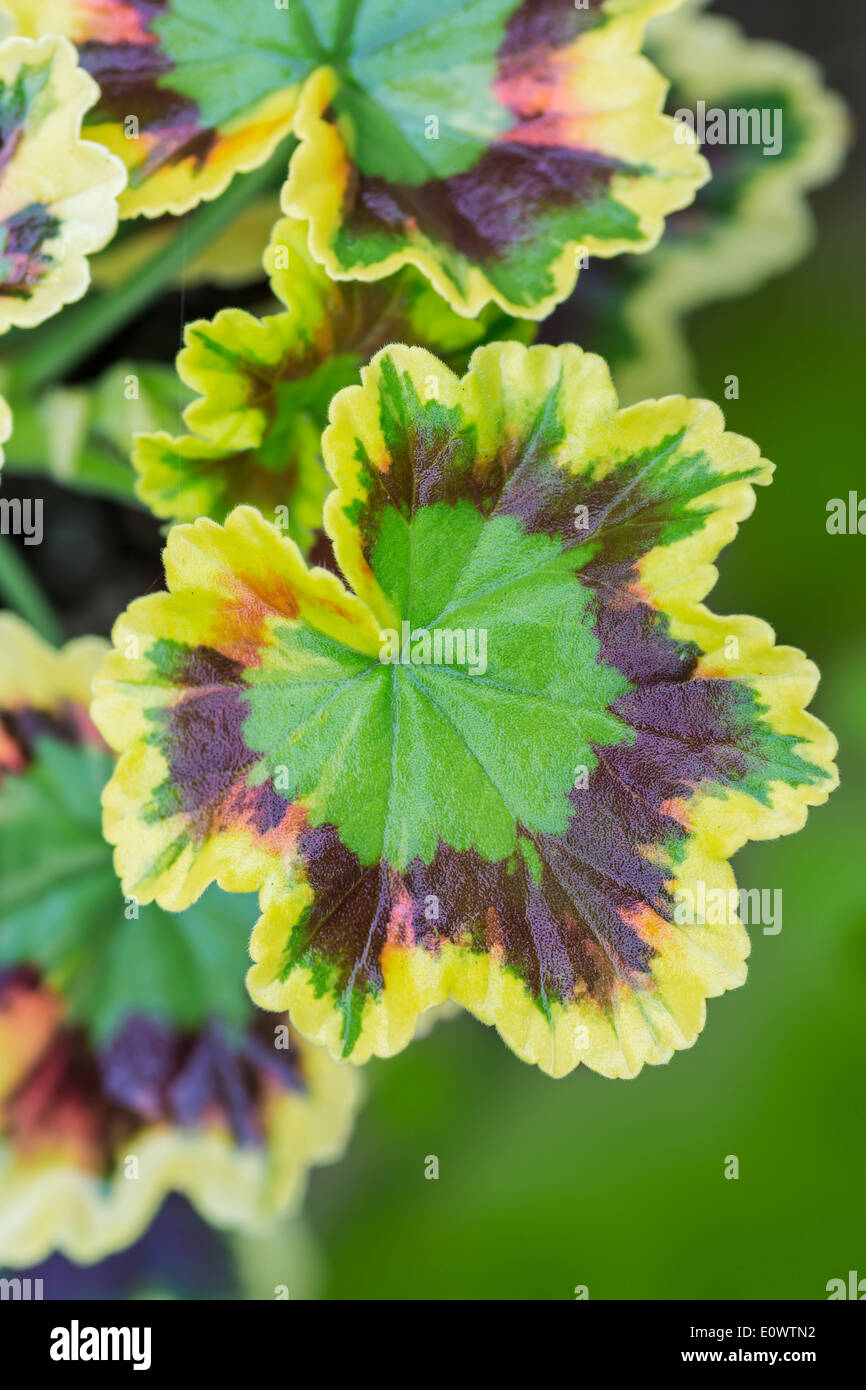 Close up of a une feuille d'un géranium feuilles panachées dans un pot en argile sur un patio. Banque D'Images