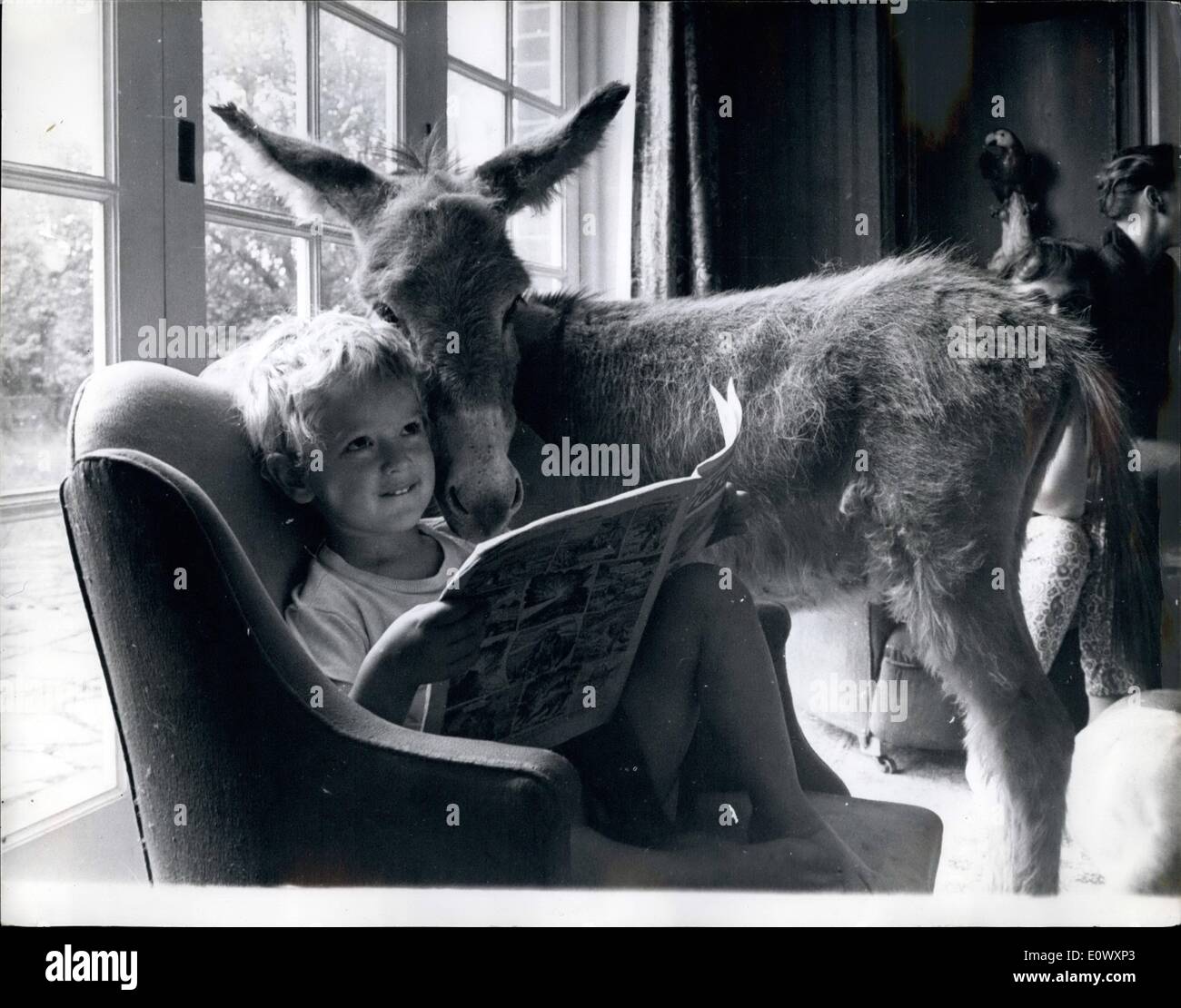 Juin 06, 1964 - RÉGLAGE DE LA TENDANCE DANS LES ANIMAUX... ''BETTINA.'' - LE MINI ÂNE Rencontrez Mini.. Elle est BETTINA, l'âne de la taille d'un gros chien.. À seulement 3ft, tall de hoof à épaule.. BETTINA, photographiée avec son jeune ami Richard, BORWIOX est la dernière chose dans le ménage ,acquisitions un pioneerin élever la statue d'ânes de bêtes de somme à pampered animaux domestiques. Un earuaot à aimer les ânes mais ils sont généralement un peu trop grand que les animaux domestiques pas BORITICK OU ROBIN s'est mis au travail sur le problème et produit- Bettina. Sa mère était un âne abed normale depuis l'Irlande. père co Banque D'Images