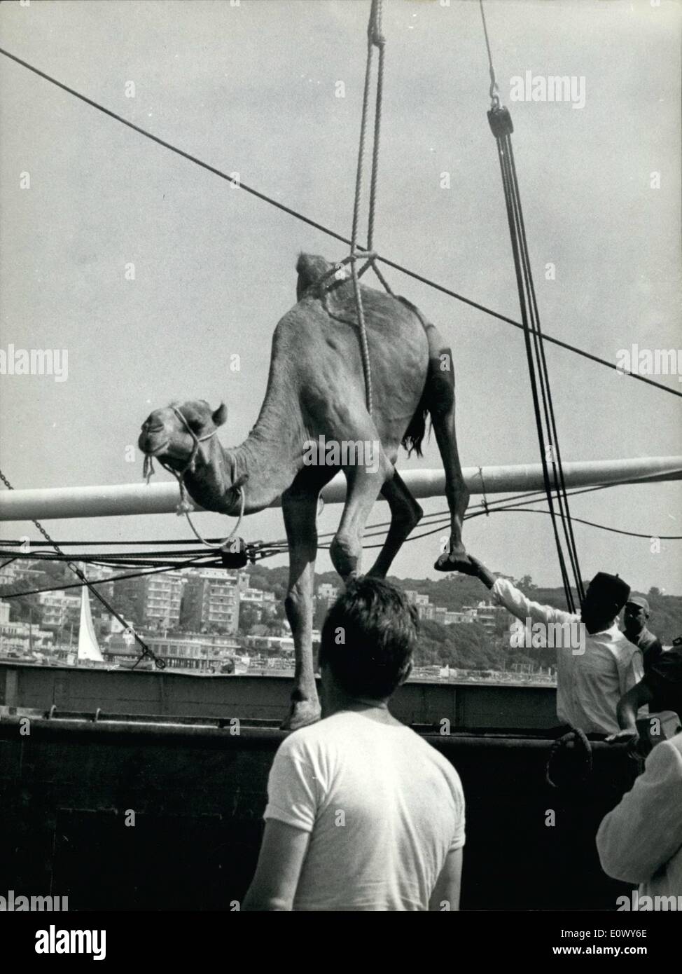 Juin 06, 1964 - Rome, 26 juin 1964 - Plus de trente chameaux sont arrivés ce matin de Libia dans le petit port d'Anzio. Les gens ne s'interroge sur l'arrivée inhabituelle. Ils vont dans le ''cast'' de De Laurentiis ''giant'' ''La Bibbia'' (''La bible'') et va peupler l'arche de Noe. Banque D'Images