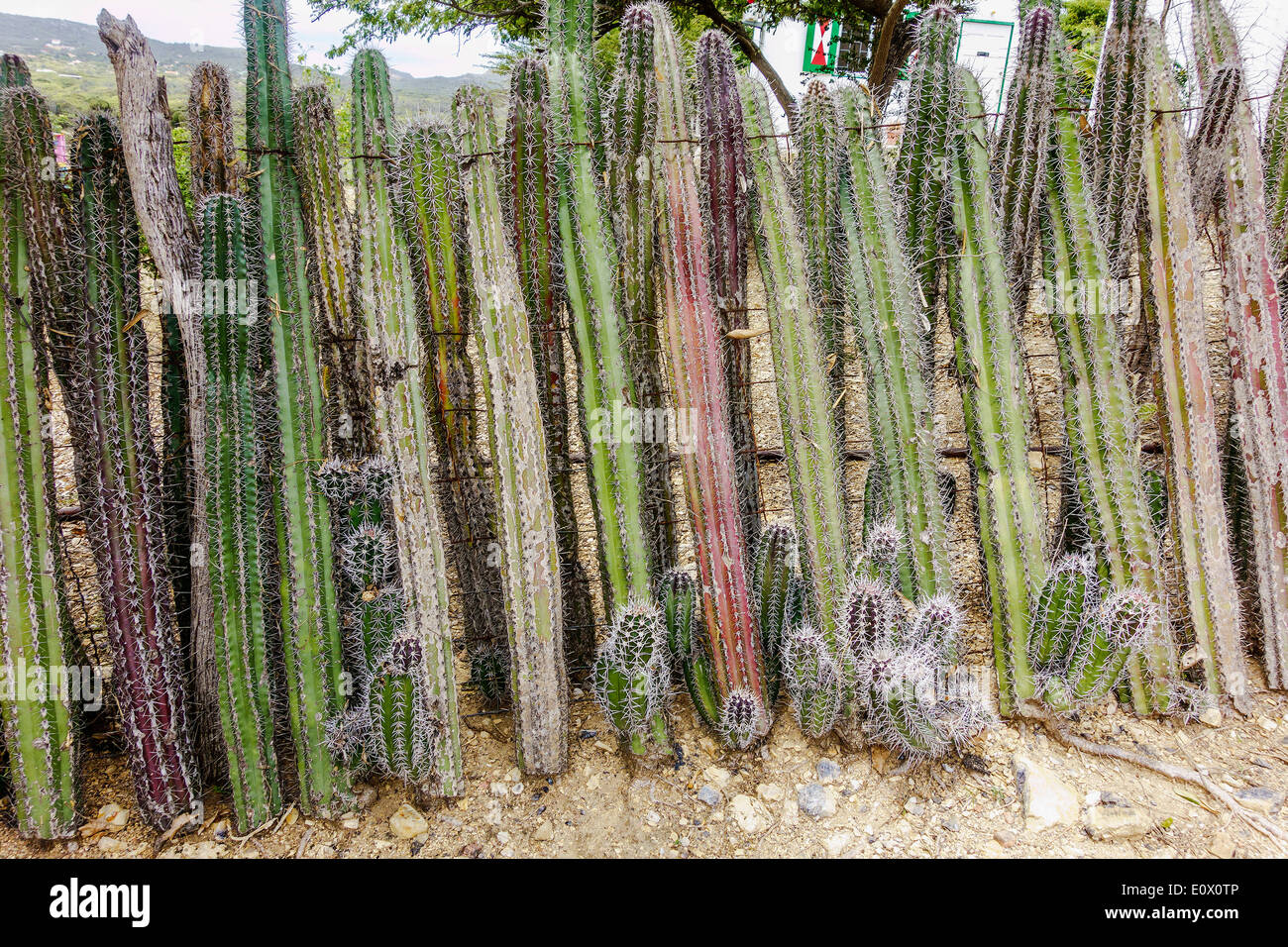 L'escrime Cactus Antilles néerlandaises Bonaire Banque D'Images