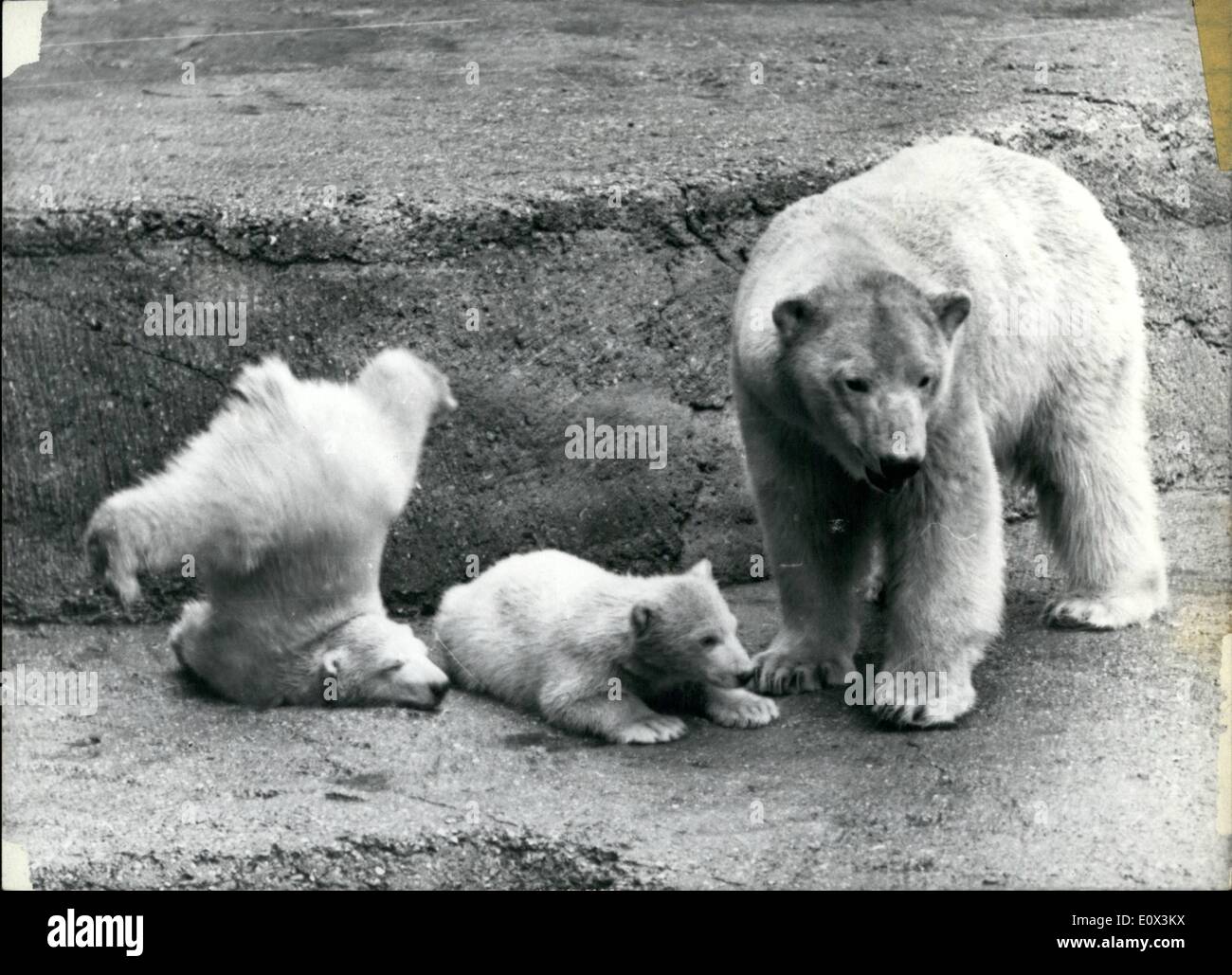 Mar. 03, 1965 - regarder - Maman pas de mains'' - Alf prend une sèche à :  La paire de Whipsnade oursons polaires né à Laure et Nanook sur 16e.  Novembre dernier