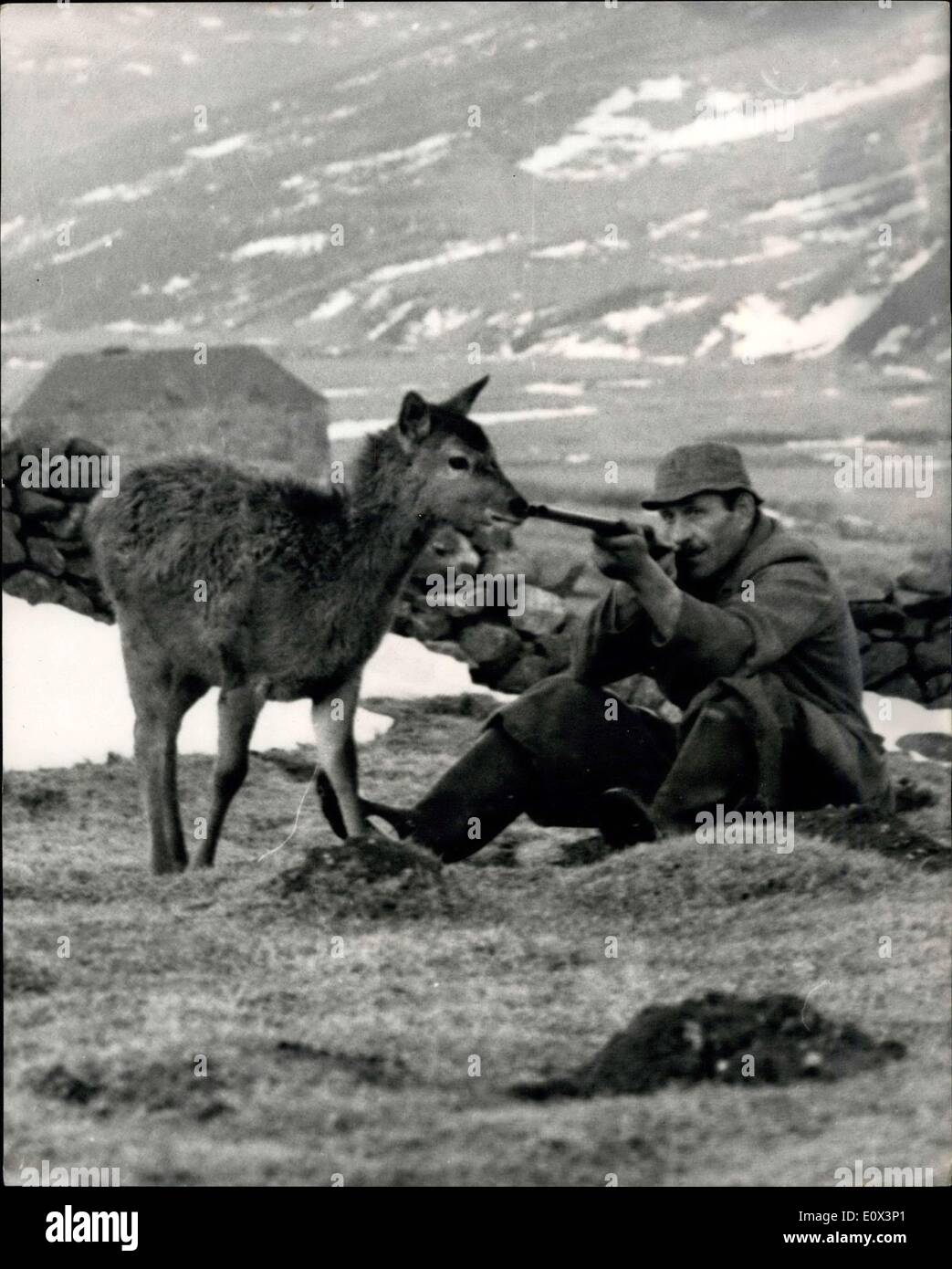 Mar. 15, 1965 - Le chasseur et le Chassé - face à tous les jours : - garde-chasse Finlay Cameron est d'être vu à la chasse au chevreuil près de sa maison à Glenshee, Perthshire - et habituellement l'accompagnant est ''Rory'' le cerf....la fable a débuté en juin dernier - Cameron à la chasse au chevreuil a vu un jours cerf attaqué par un aigle royal. Il a battu l'aigle et il a effectué le cerf blessé à son chalet. Il y a lui et son épouse Ruth l'allaita retour à la santé - et l'a nommé Rory. Pour le moment, Rory est contenu à partager un hangar avec les gardes-chasse trois chiens ou dormir près du feu dans le chalet... Banque D'Images