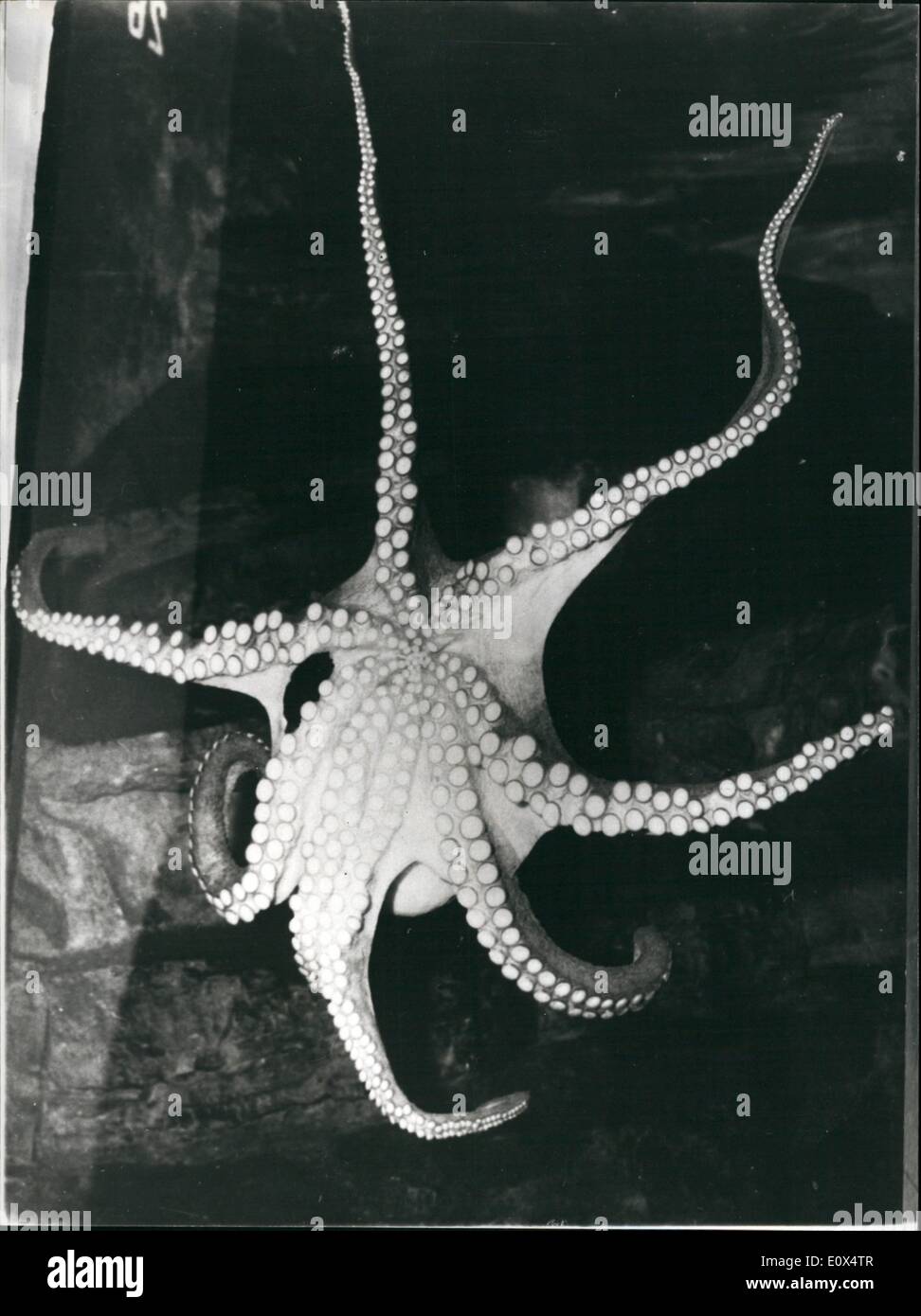 Avril 04, 1965 - octopus suicidaire. : cette photo montre le poulpe dans l'Aquarium de Berlin est en train de se suicider en mangeant lui-même ! Il a déjà mangé la moitié de deux de ses tentacules. Banque D'Images