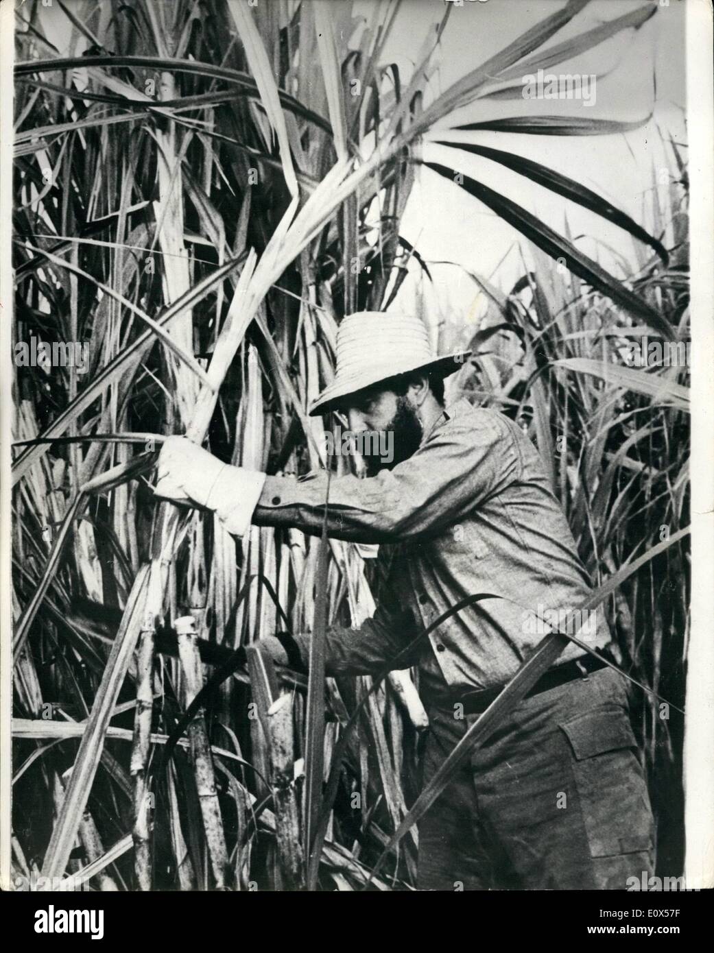 Avril 04, 1965 - Castor m'aide à la récolte de sucre. photo montre le premier ministre cubain, Fidel Castro - décrit l'aide à la récolte de la canne à sucre - pendant la récolte - et l'entreprise dans laquelle il a été rejoint par d'autres ministres. Banque D'Images