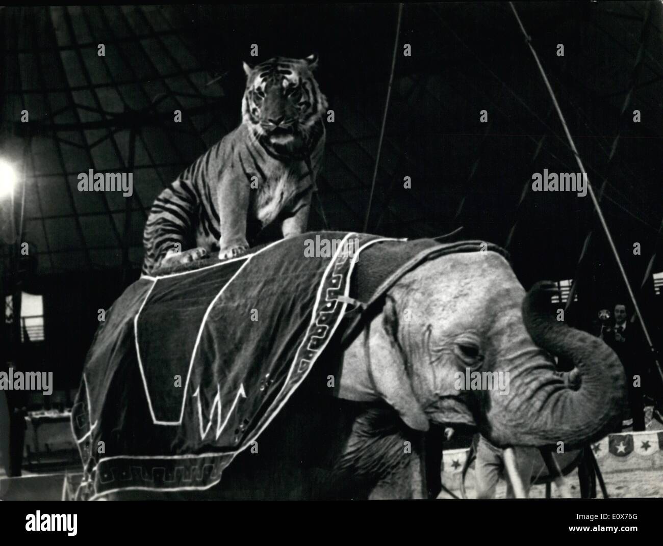 Juillet 07, 1965 - Roma 7.1.65. À l'American Circus a été présenté une attraction exceptionnelle ! ! ! ! ! L'tamer Gunter Williams a réussi pour la première fois de faire travailler tous ensemble un tigre royal de Bengala, un éléphant d'Afrique et un éléphant indien. Le tigre nommé Bengala 3 ans, l'éléphant africain Kongo , 10 et l'éléphant indien Sesana , 10. OPS : l'attraction sur l'American Circus. Banque D'Images