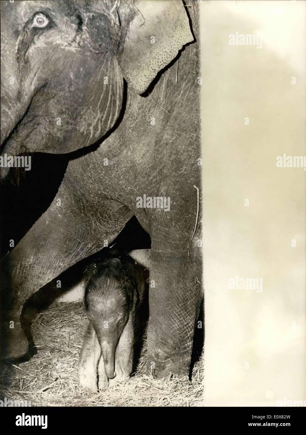 05 Aout 1965 Naissance Bebe Elephant De Cirque Knie A Rapperswil Suisse Pour La Deuxieme Fois Un Bebe Elephant Est Ne Au Zoo Du Cirque Knie A Rapperswil A Papa 05 Aout 1965 Naissance Bebe Elephant De Cirque Knie A Rapperswil Suisse Pour La Deuxieme Fois Un Bebe Elephant Est Ne Au Zoo Du Cirque Knie A Rapperswil A Papa