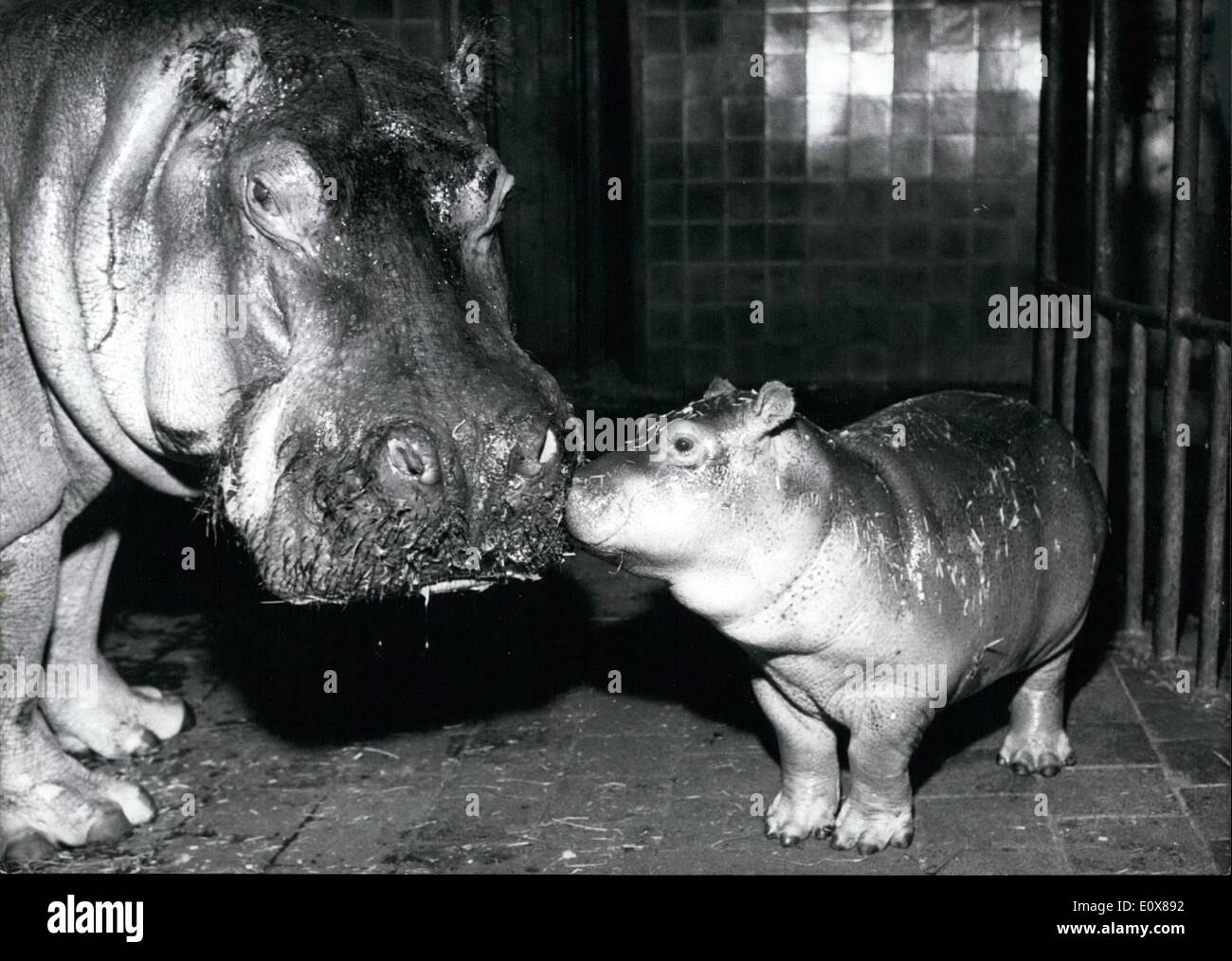 Septembre 09 1965 Old Coaxer Peut Etre Appelee Cette Jeune Hippopotame Qui Toujours Sur Ses Faons Fiere Maman Et Donne Des Baisers Ce Bebe Hippopotame Est De Quatre Semaines De