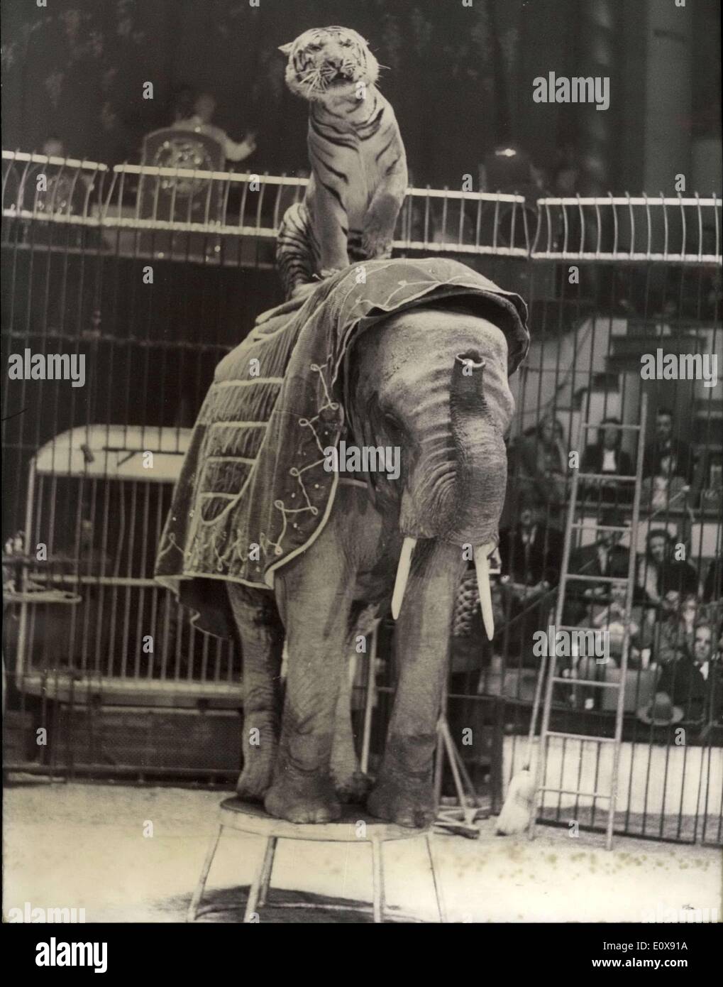 12 novembre 1965 - Tiger horse rider attraction n°1 : Le tigre est l'attraction de la loi no 1 de l'hiver de Paris circus prépare maintenant son programme de Noël moi. Le tigre équitation un éléphant, l'attraction n°1 du cirque d'hiver de Paris. Banque D'Images